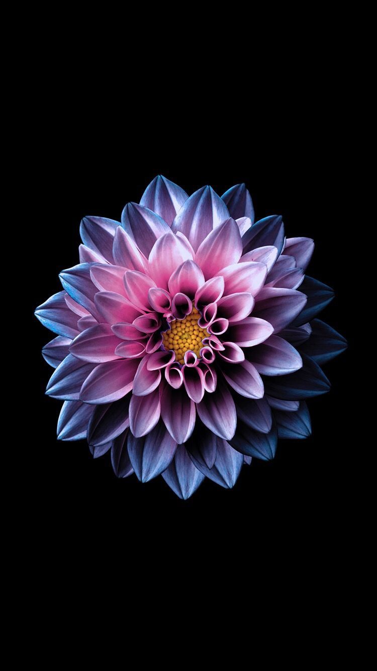 Dalia rosa e blu su nero, 750x1334 Full HD Verticale, iPhone