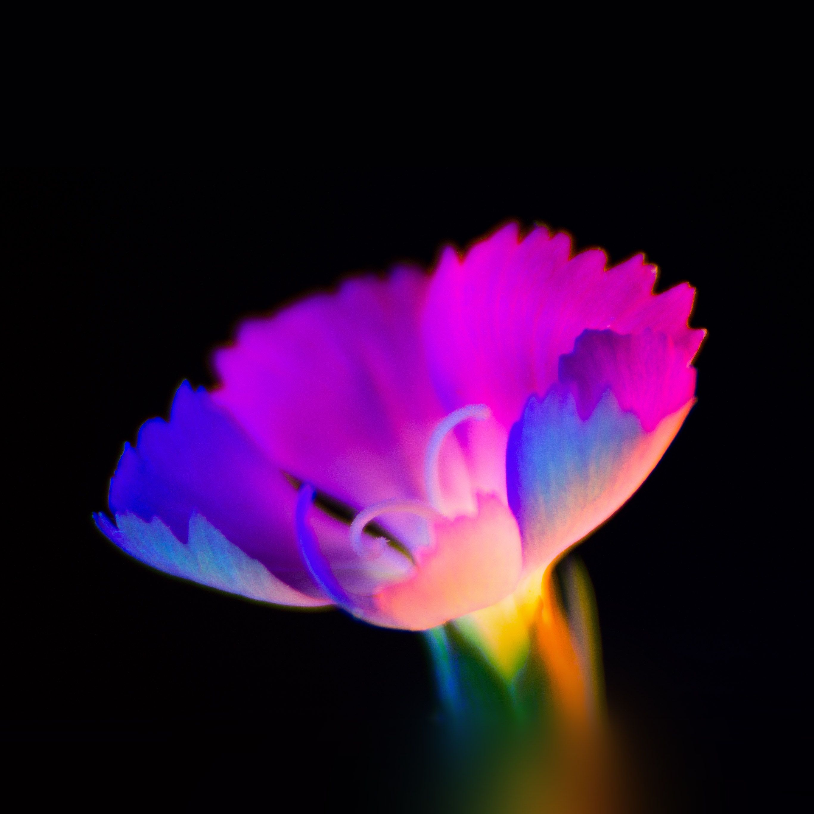 Fiore neon multicolore sfondo nero, 2732x2732 WQXGA, Desktop