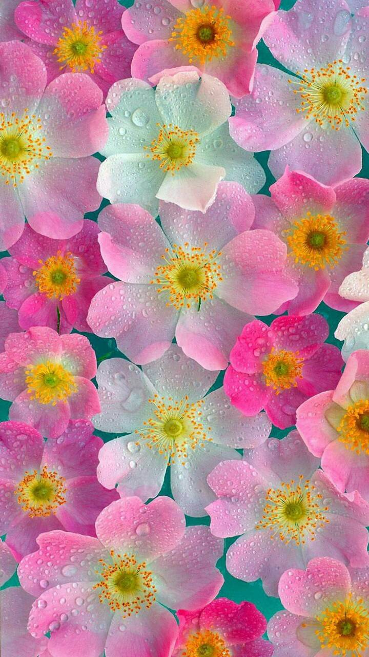 Fiori rosa e turchese neon, 720x1280 Full HD Verticale, Smartphone