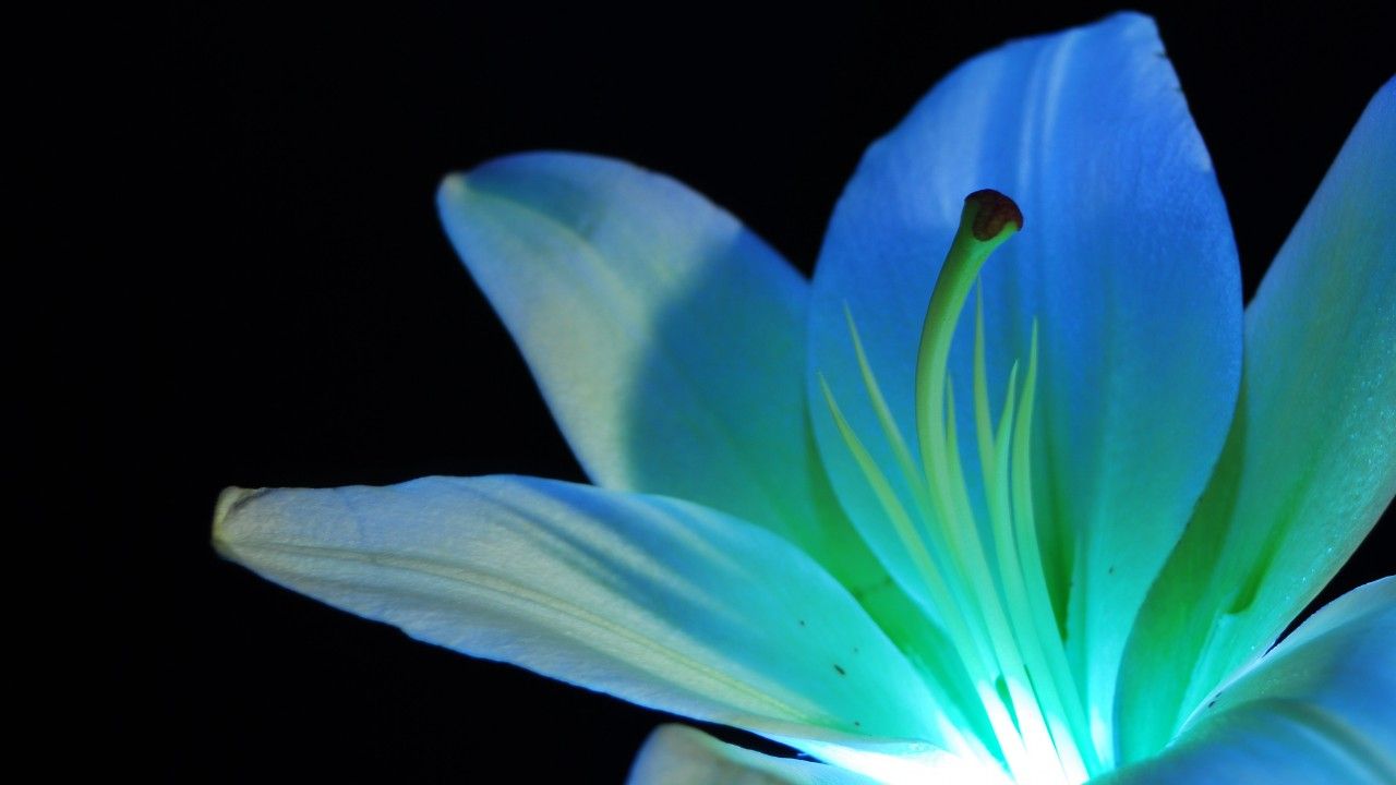 Fiore di giglio neon blu, 1280x720 720p, iMac