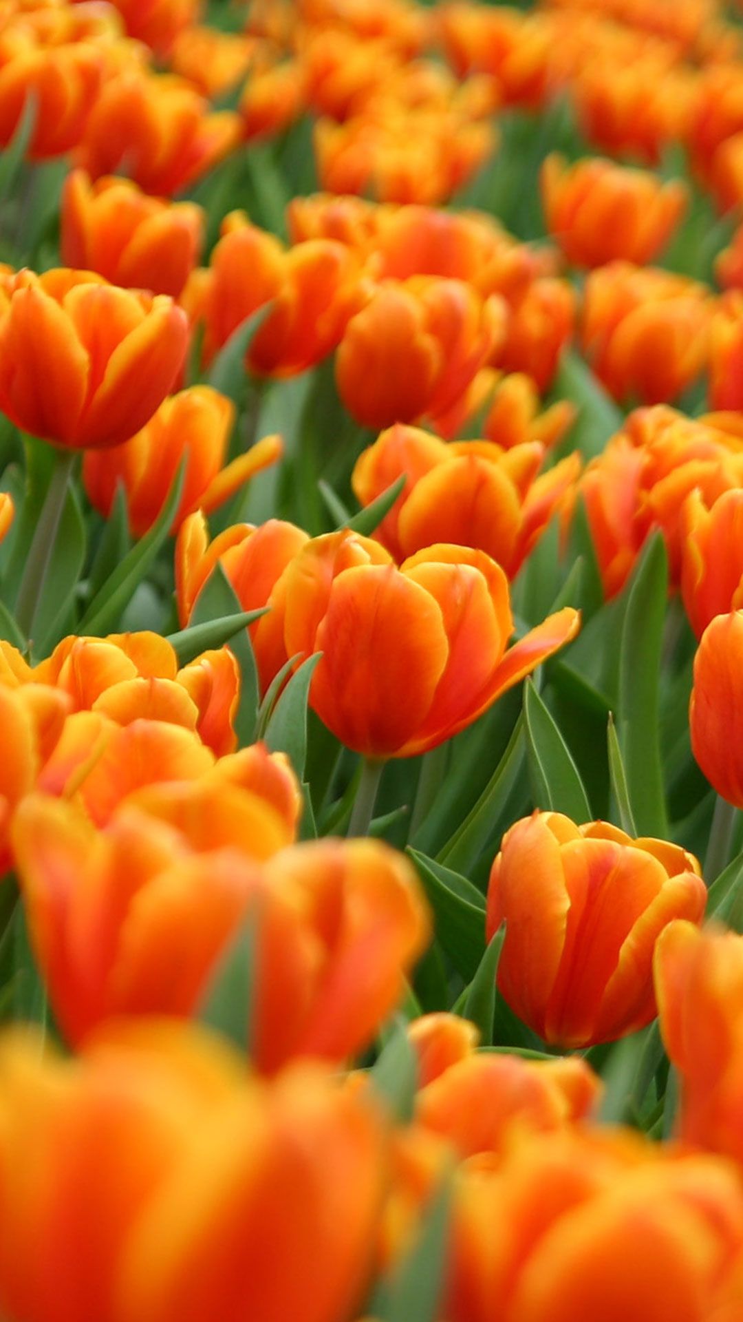 Campo di tulipani arancioni, 1080x1920 Verticale, iPhone Pro Max