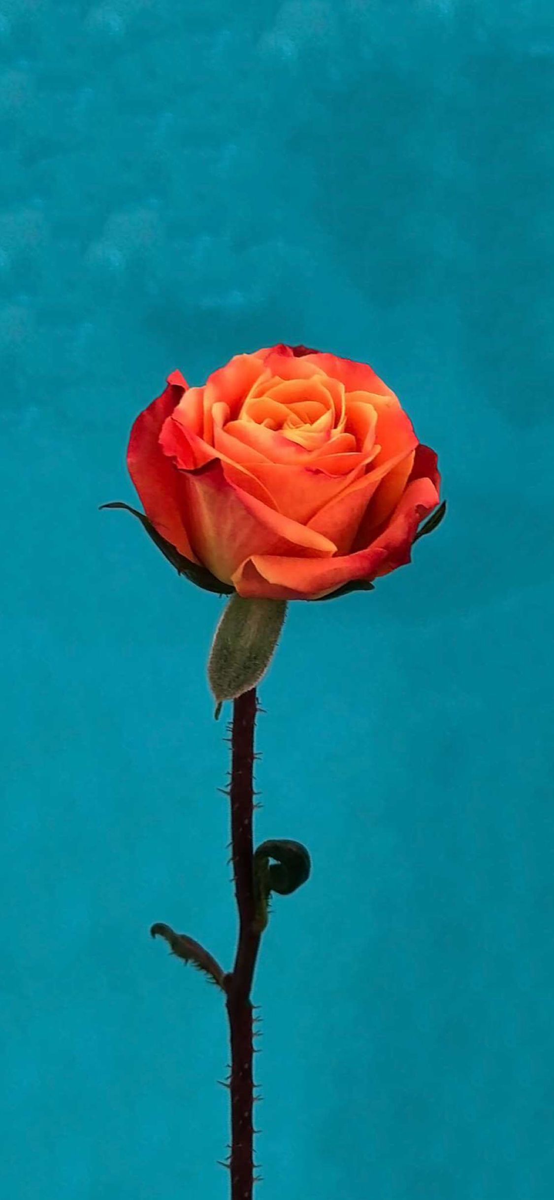 Rosa arancione su sfondo turchese, 1125x2436 Full HD Verticale, iPhone Pro