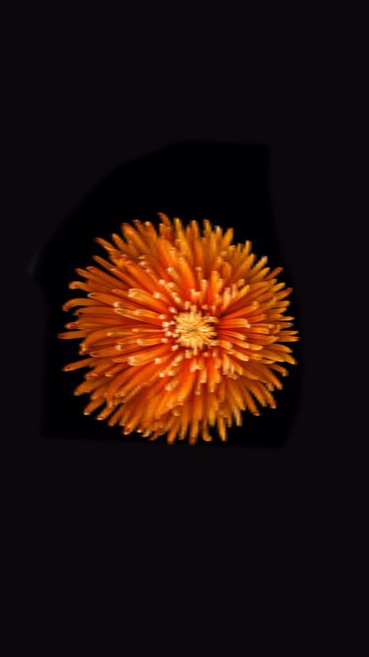 Fiore arancione sfondo nero, 750x1334 Verticale, iPhone Pro Max