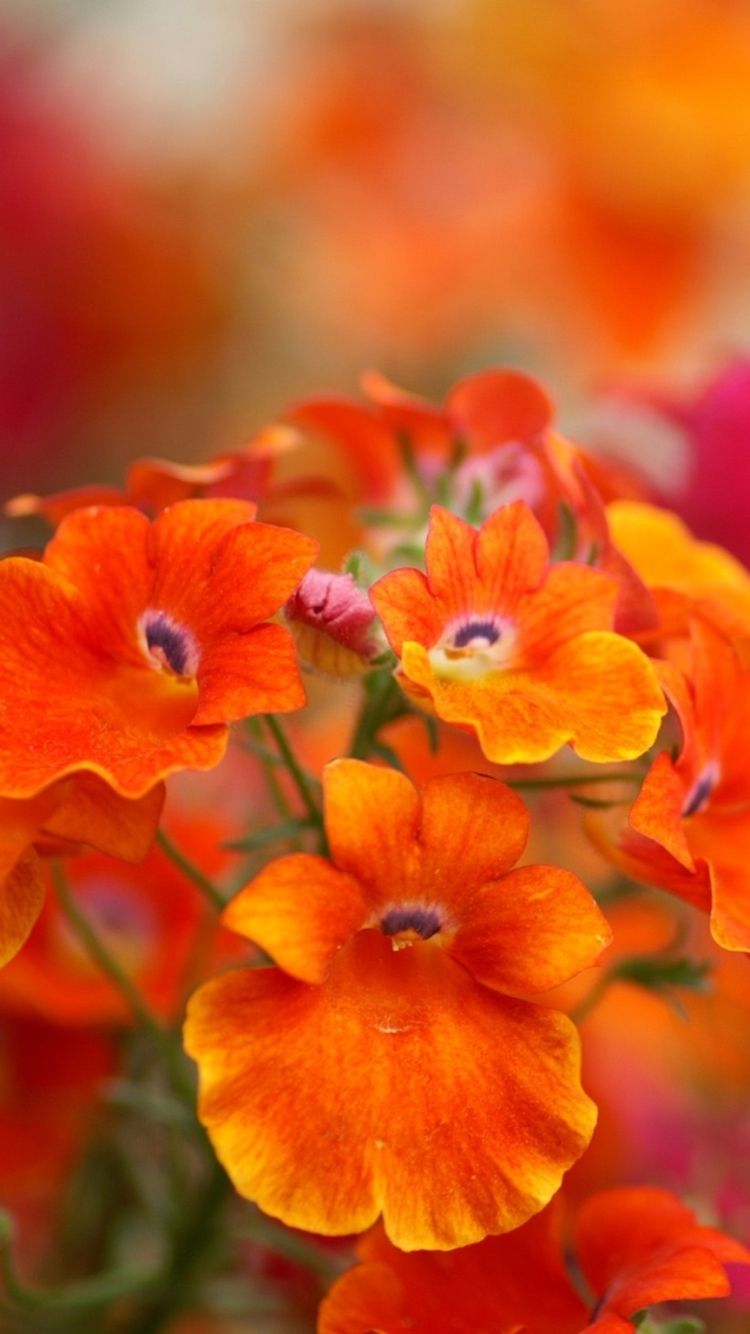 Fiori arancioni sfocati, 750x1334 Verticale, iPhone Air