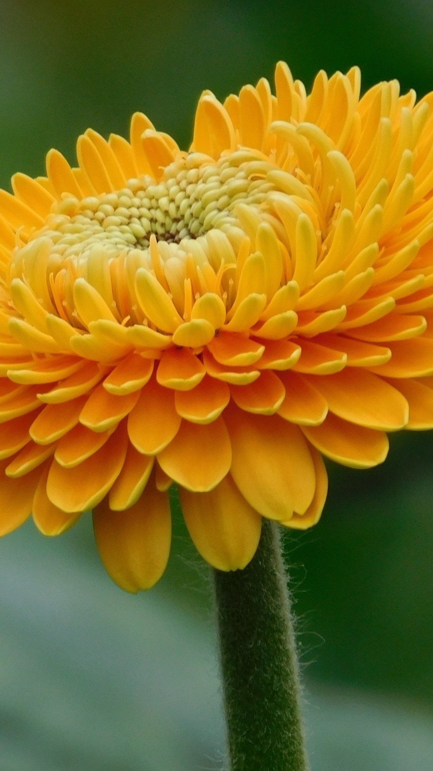 Fiore gerbera arancione, 1440x2560 Full HD Verticale, iPhone Plus