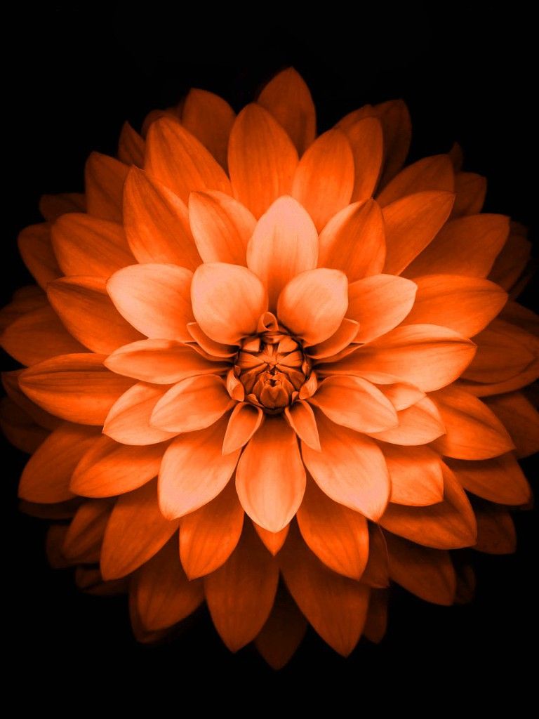 Fiore di loto arancione, 768x1024 Full HD Verticale, iPhone Plus