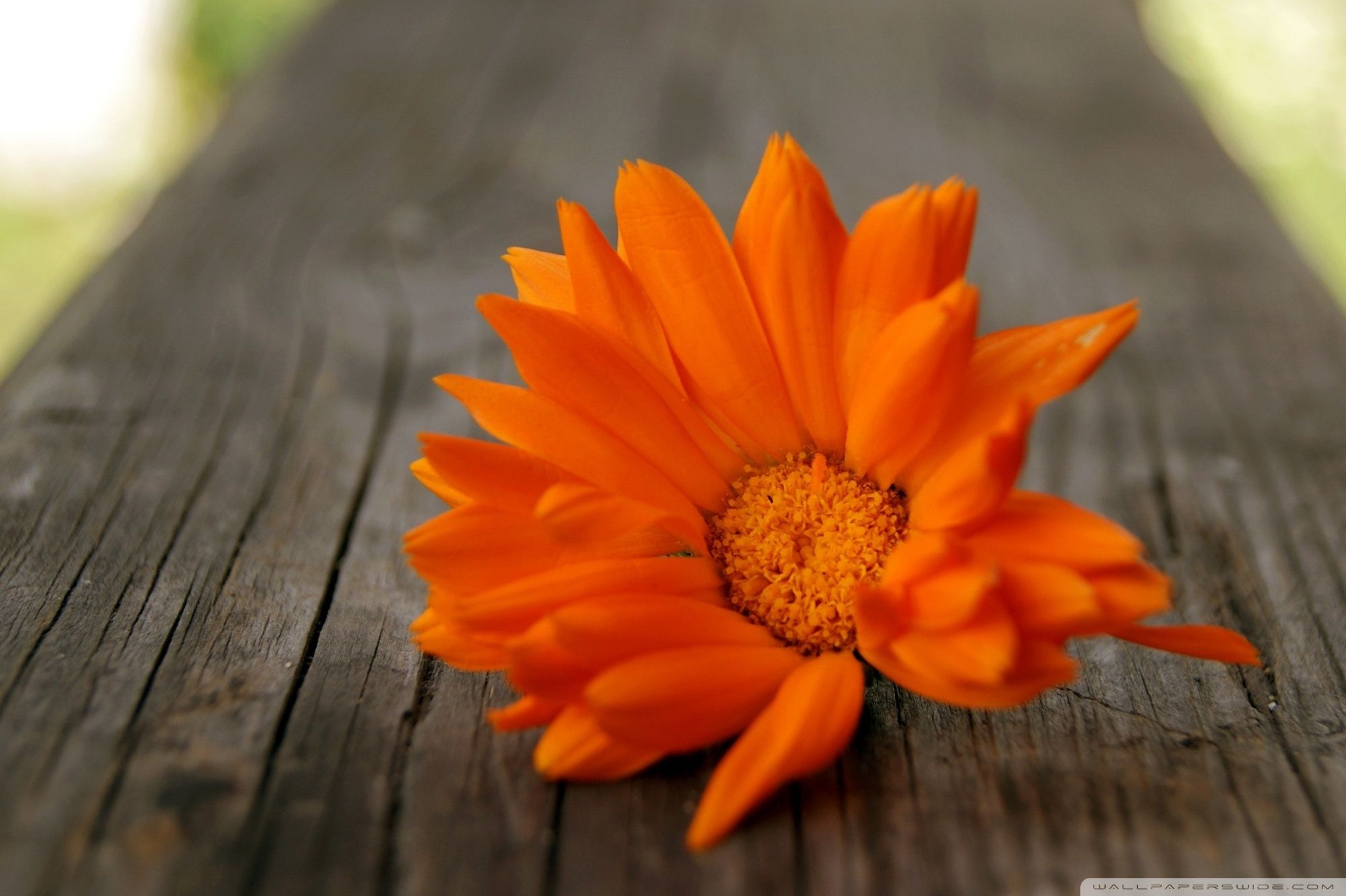 Fiore arancione su legno, 2000x1333 2K, PC