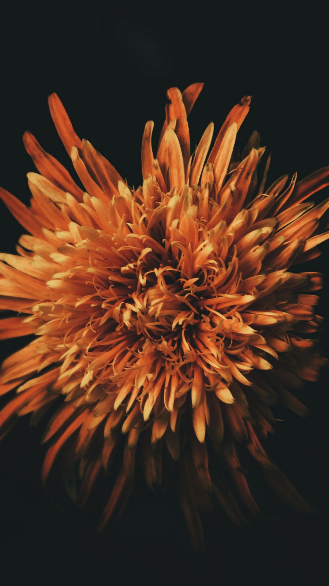 Fiore arancione su sfondo nero, 1080x1920 Verticale, iPhone