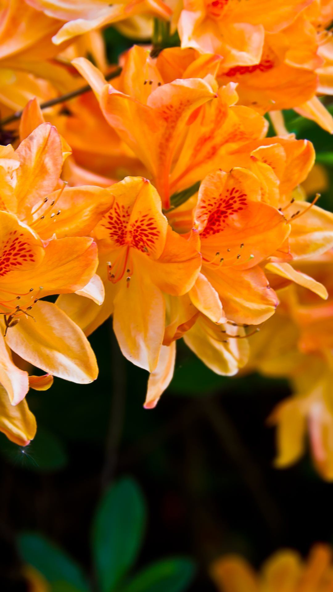 Fiori arancioni di azalea, 1080x1920 Verticale, iPhone Pro Max