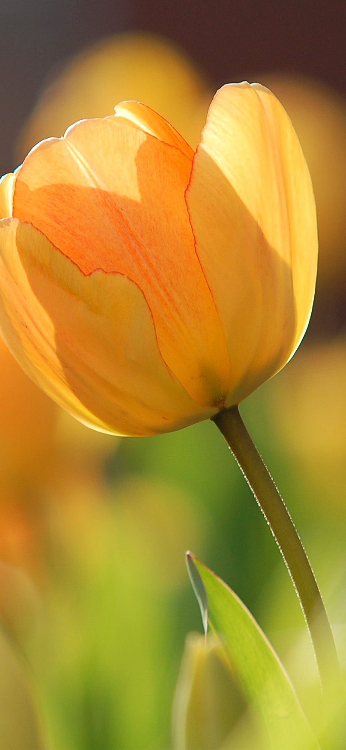 Tulipano arancione in controluce, 1125x2436 Full HD Verticale, iPhone Pro Max