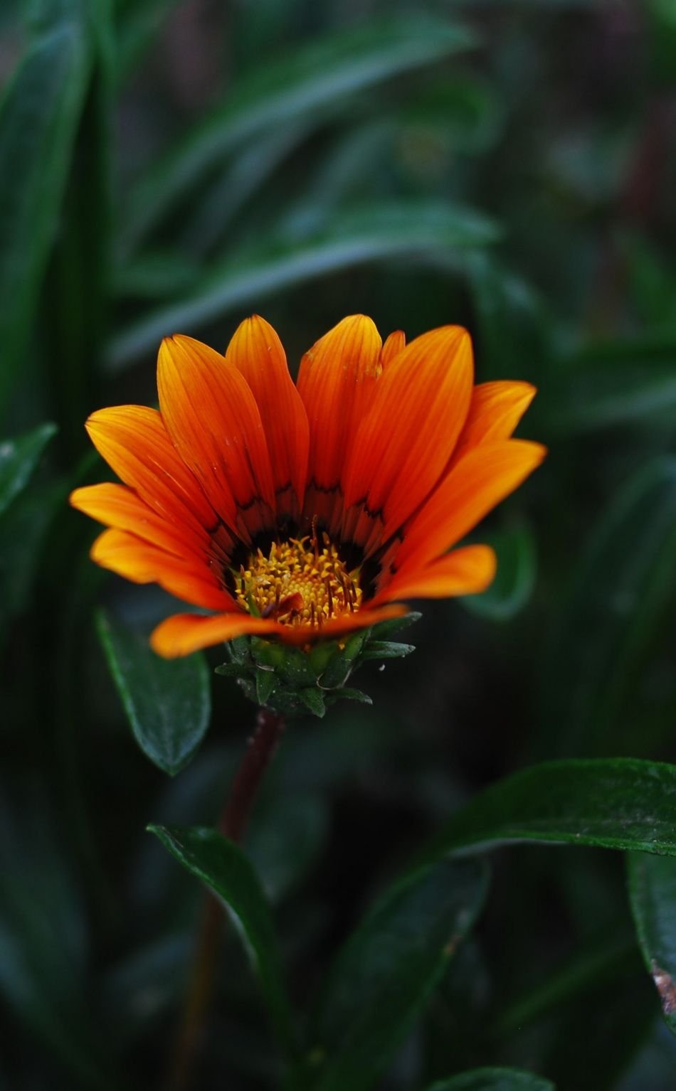 Fiore arancione gazania, 950x1534 Full HD Verticale, iPhone Air