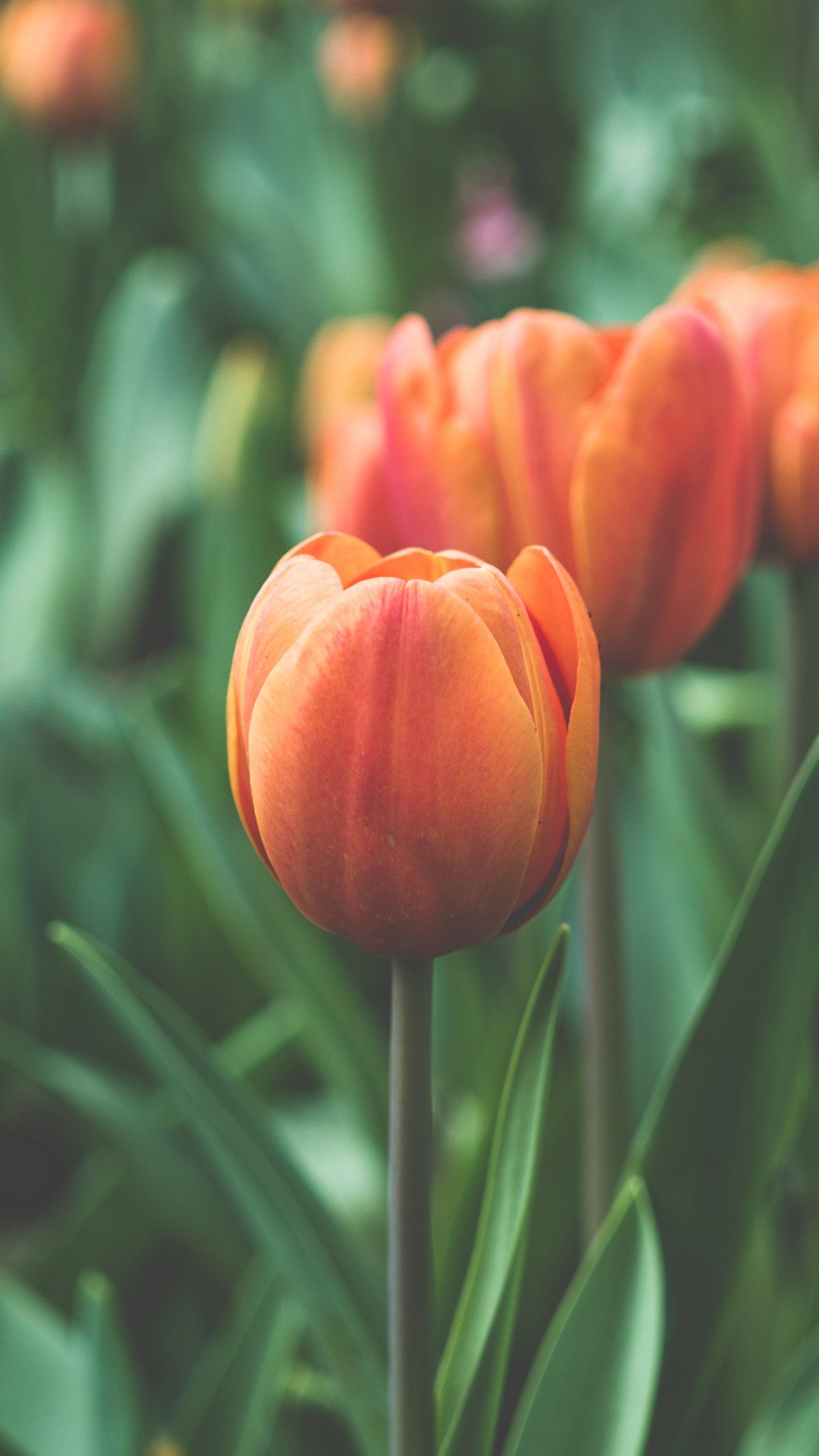 Tulipani arancioni nel prato, 1440x2560 Verticale, iPhone Plus