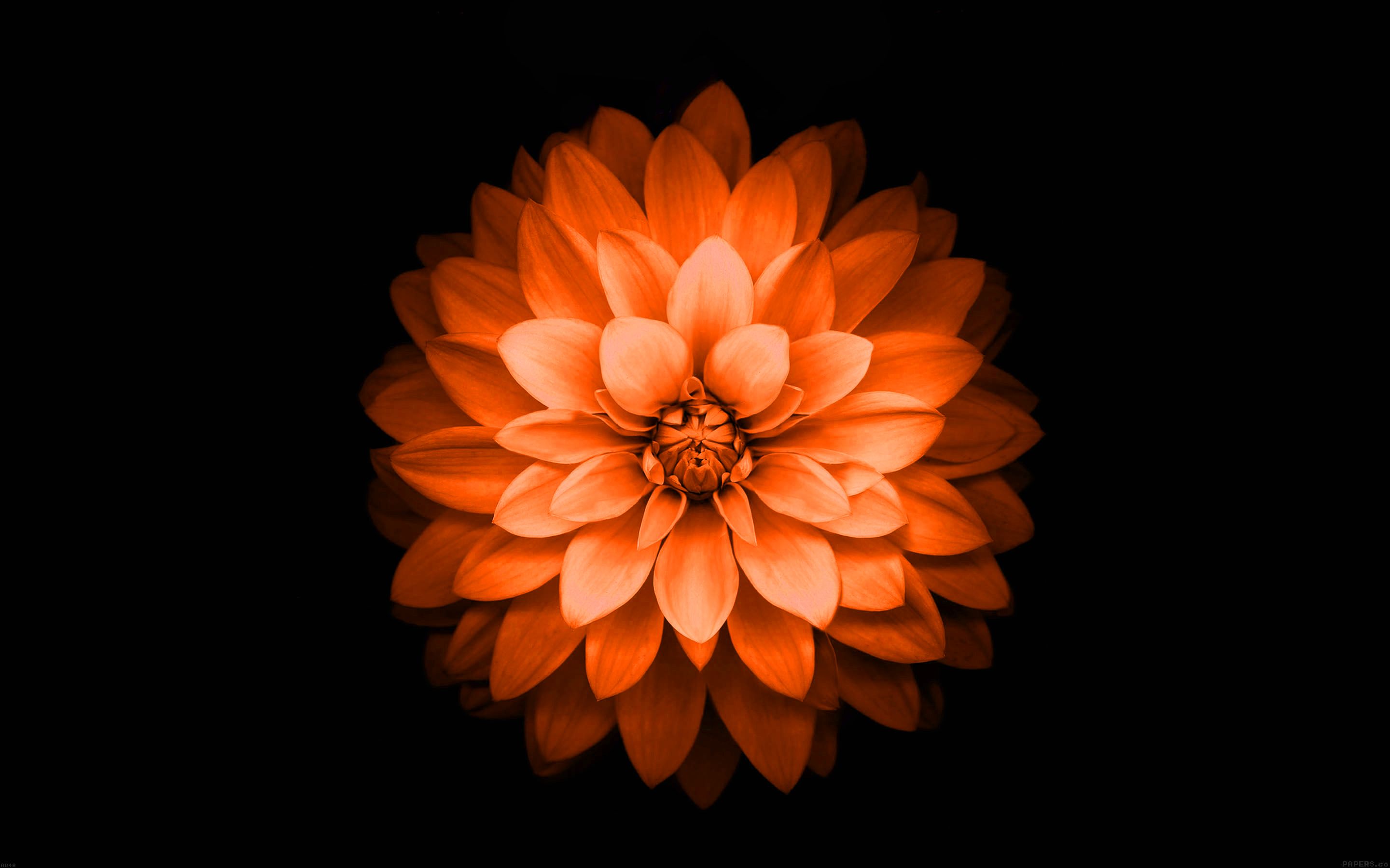 Fiore arancione su nero, 2880x1800 2K, Desktop