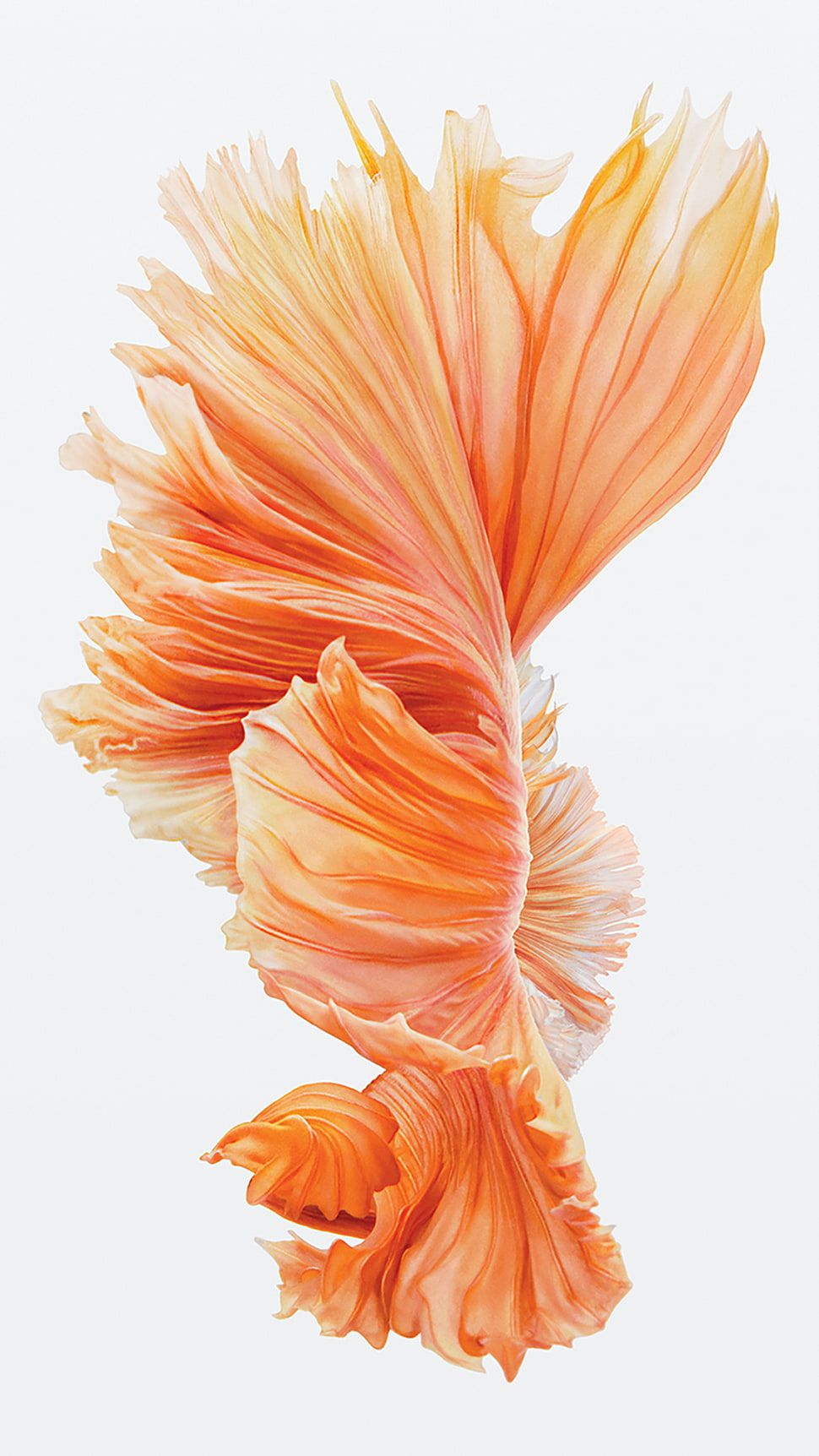 Pesce betta arancione sfondo bianco, 970x1724 Full HD Verticale, iPhone