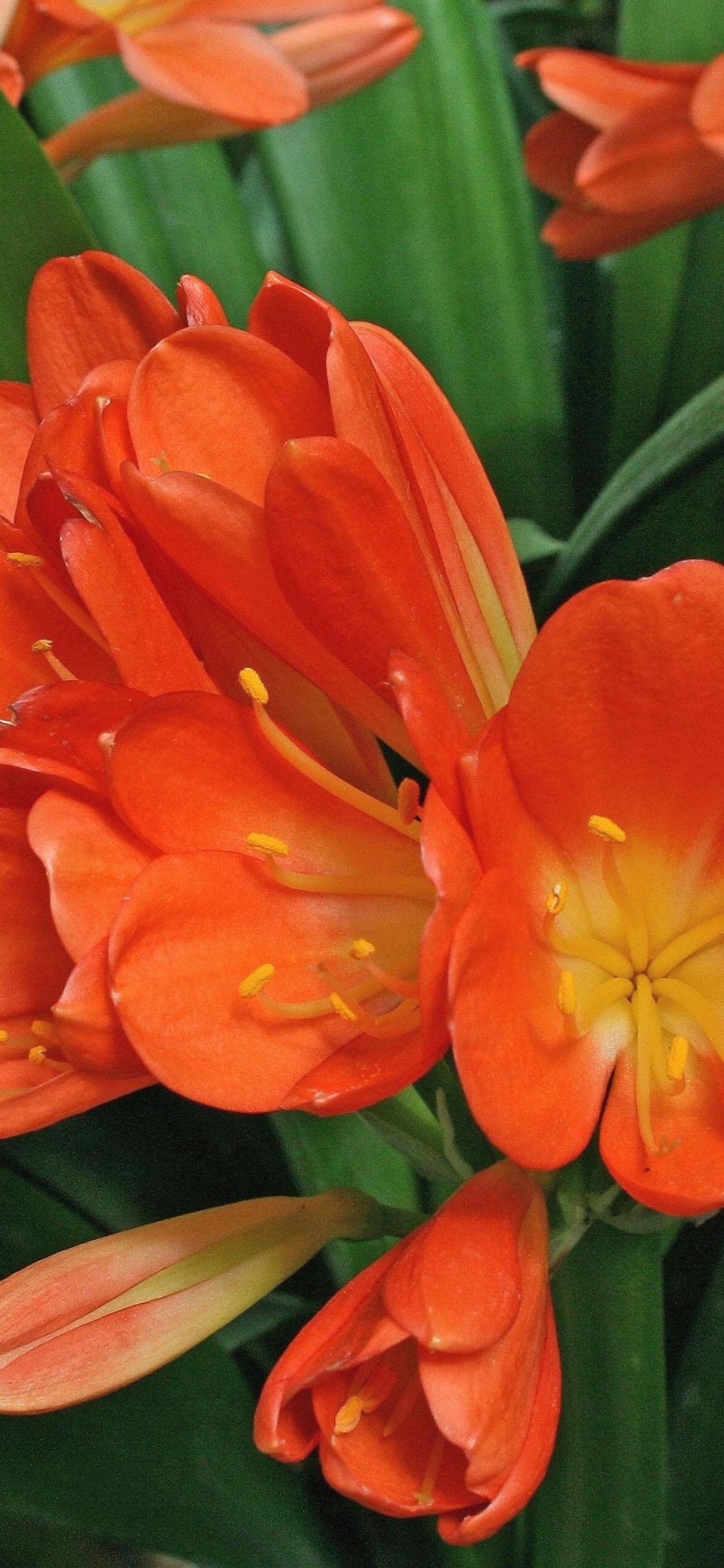 Fiori arancioni clivia, 1125x2436 Full HD Verticale, iPhone Pro