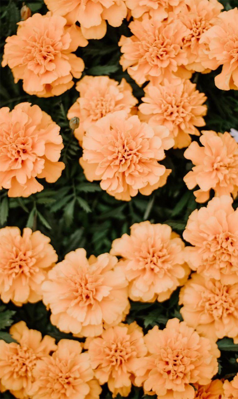 Fiori di tagete arancioni, 758x1269 Verticale, iPhone