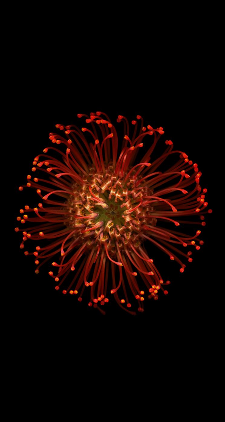 Fiore rosso su sfondo nero, 744x1392 Verticale, iPhone Air