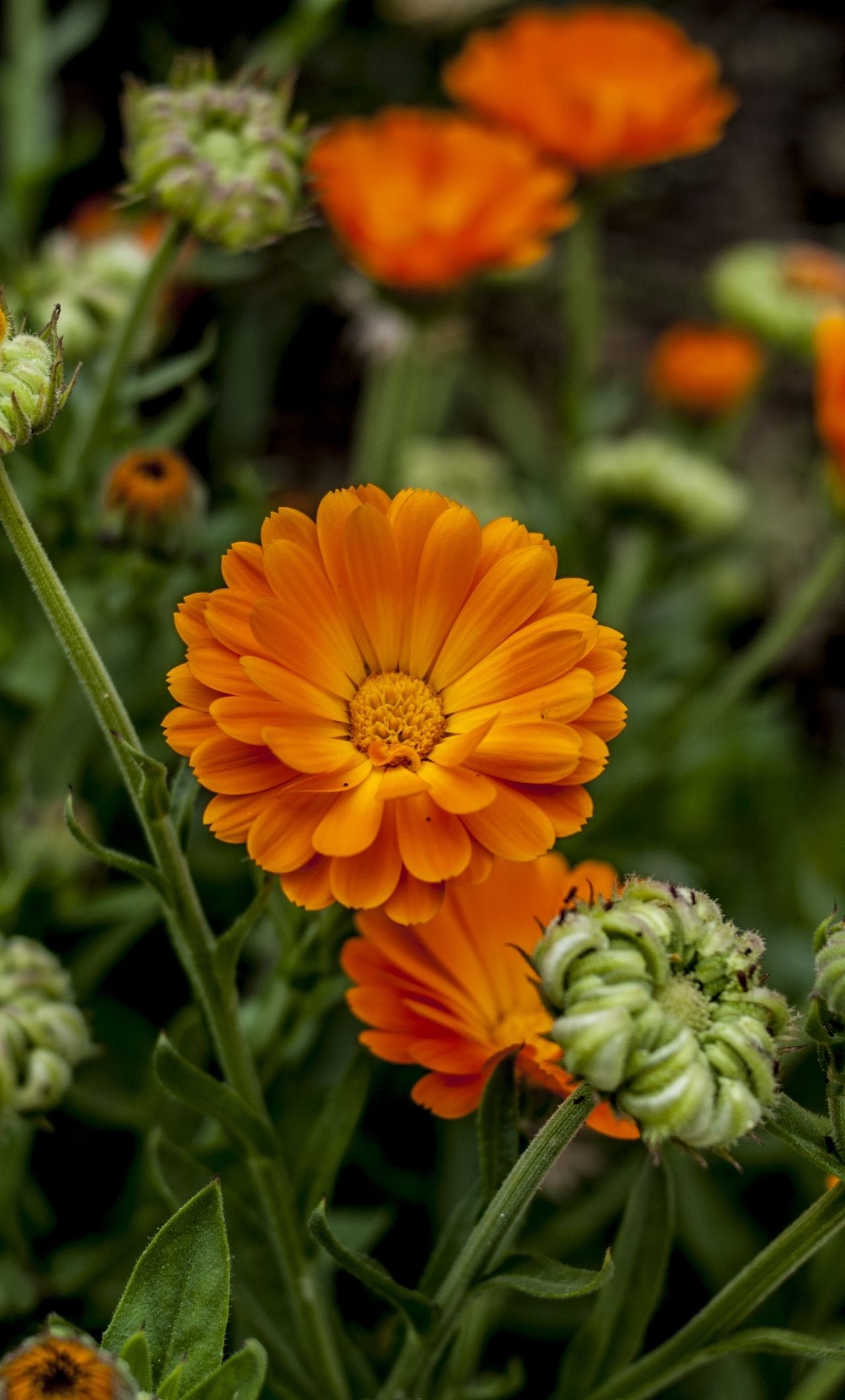 Fiori arancioni in giardino, 1280x2120 Full HD Verticale, iPhone Plus