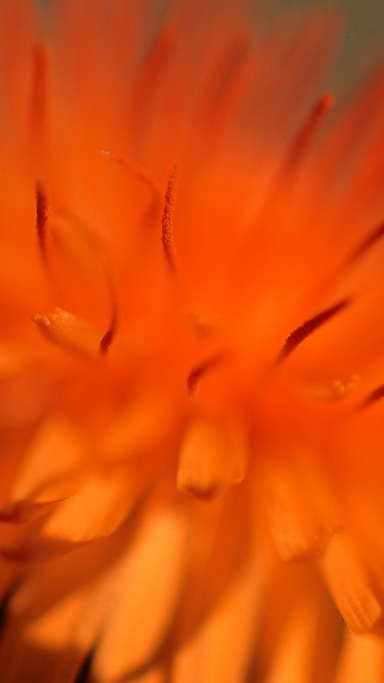 Fiore arancione macro sfocato, 1242x2208 Verticale, iPhone Plus