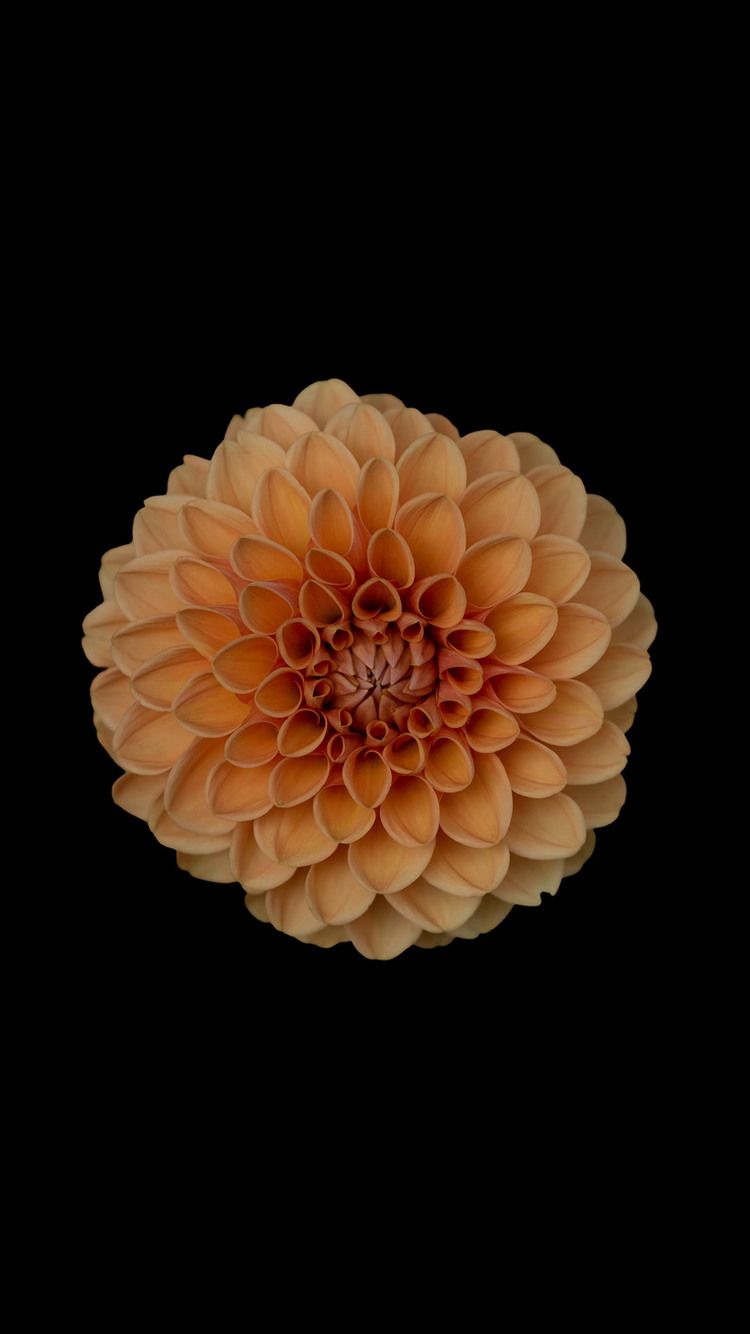 Dalia arancione su sfondo nero, 750x1334 Full HD Verticale, iPhone
