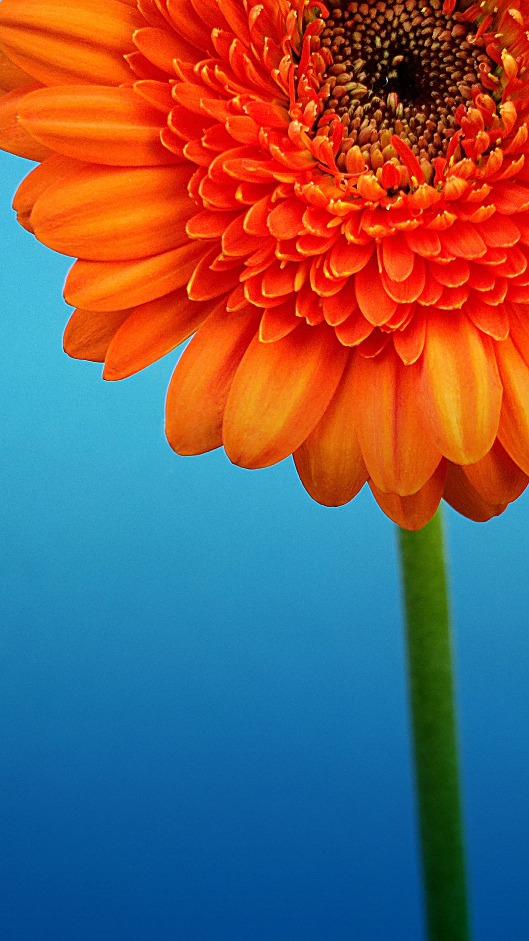 Fiore gerbera arancione, 1080x1920 Verticale, iPhone Pro Max