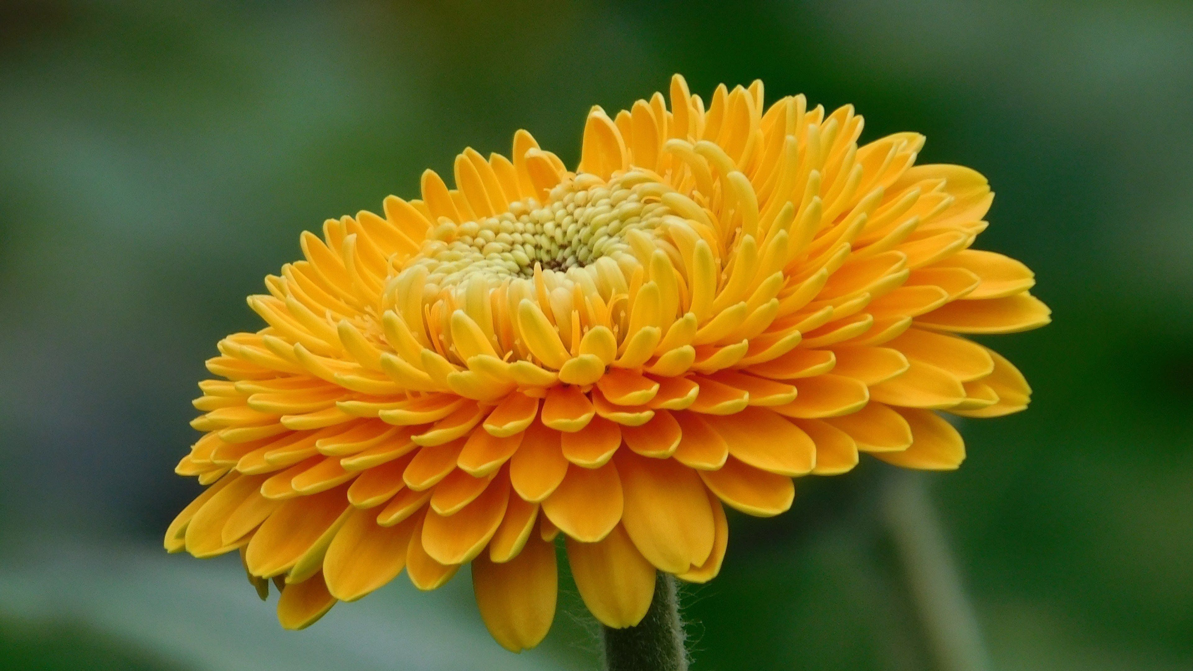 Fiore gerbera arancione, 3840x2160 Ultra HD, 4K TV