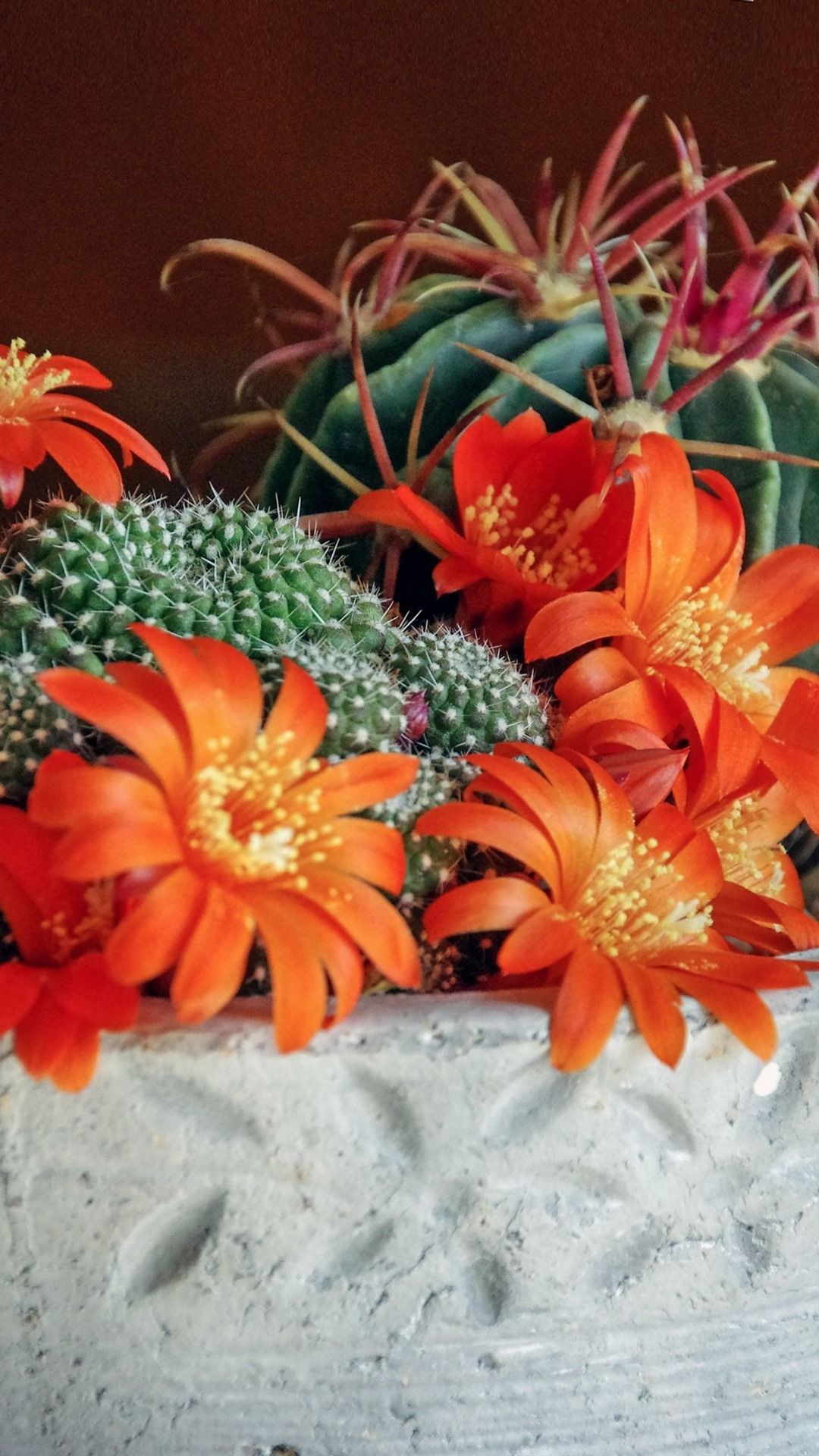 Cactus con fiori arancioni, 1080x1920 Full HD Verticale, iPhone Air