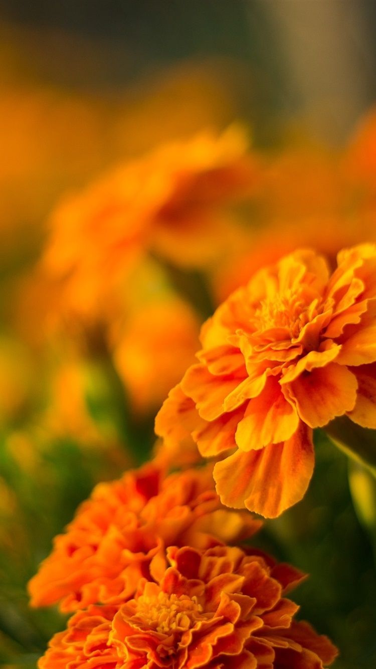 Fiori arancioni tagete, 750x1334 Full HD Verticale, iPhone Pro Max