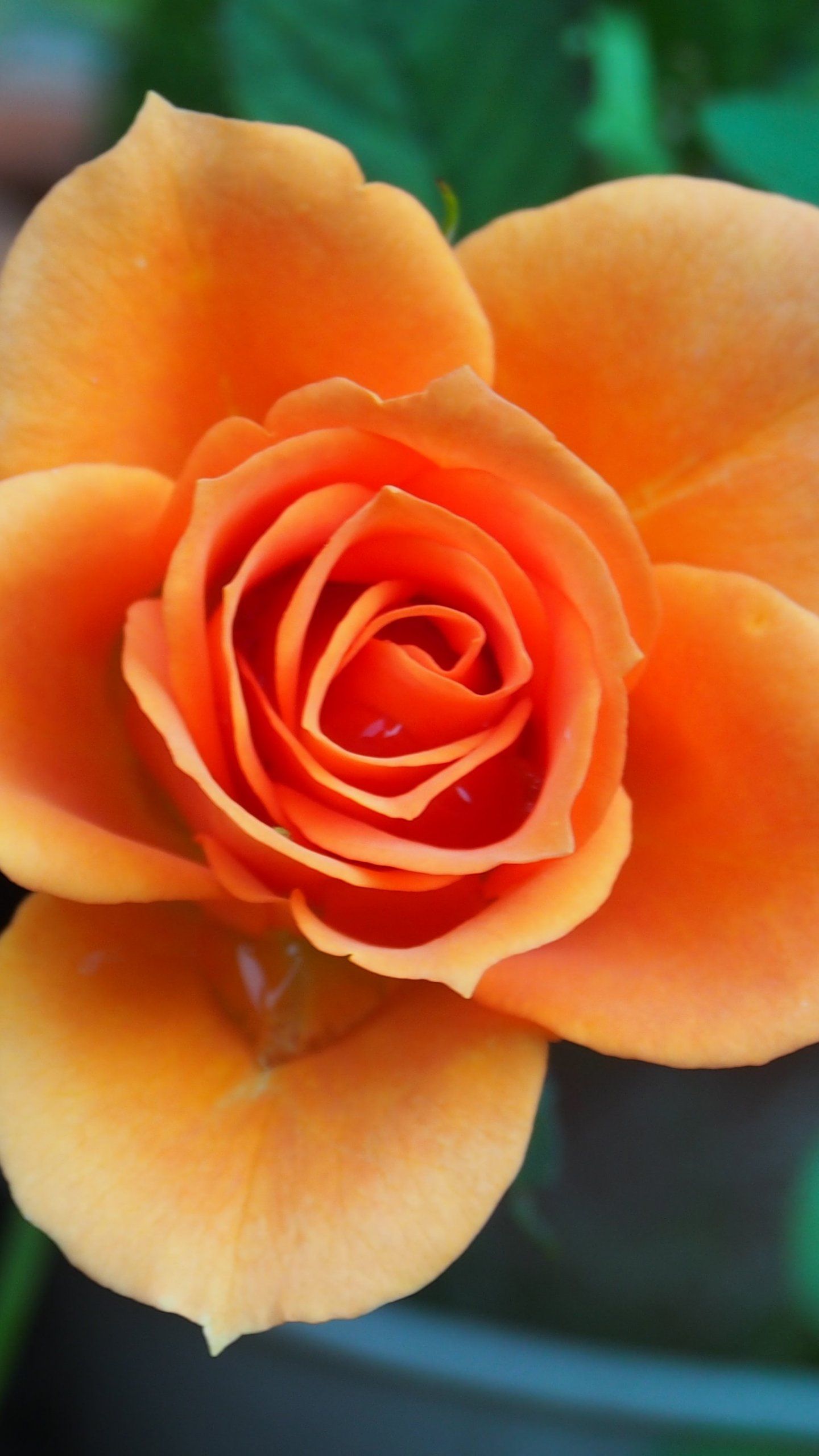 Rosa arancione in fiore, 1440x2560 Full HD Verticale, iPhone Pro