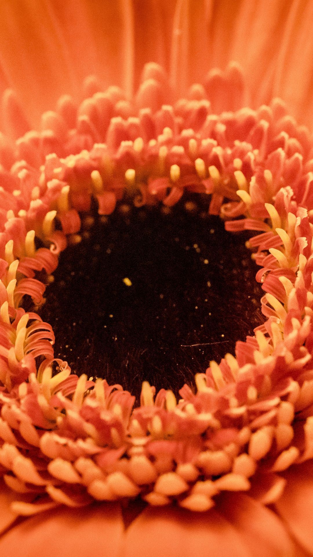Fiore arancione da vicino, 1080x1920 Full HD Verticale, iPhone