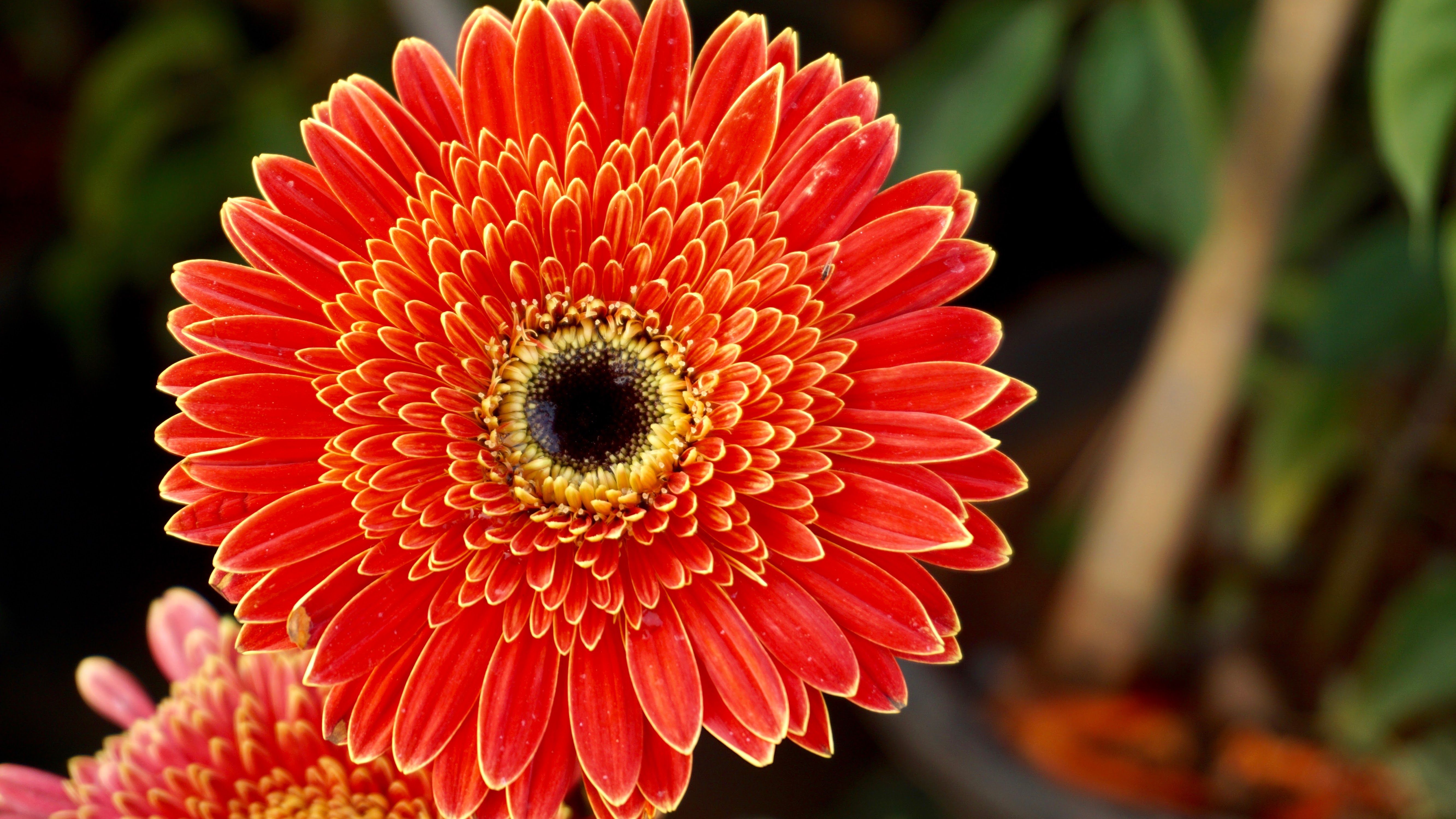 Fiore gerbera arancione, 5332x3000 4K, Desktop 4K