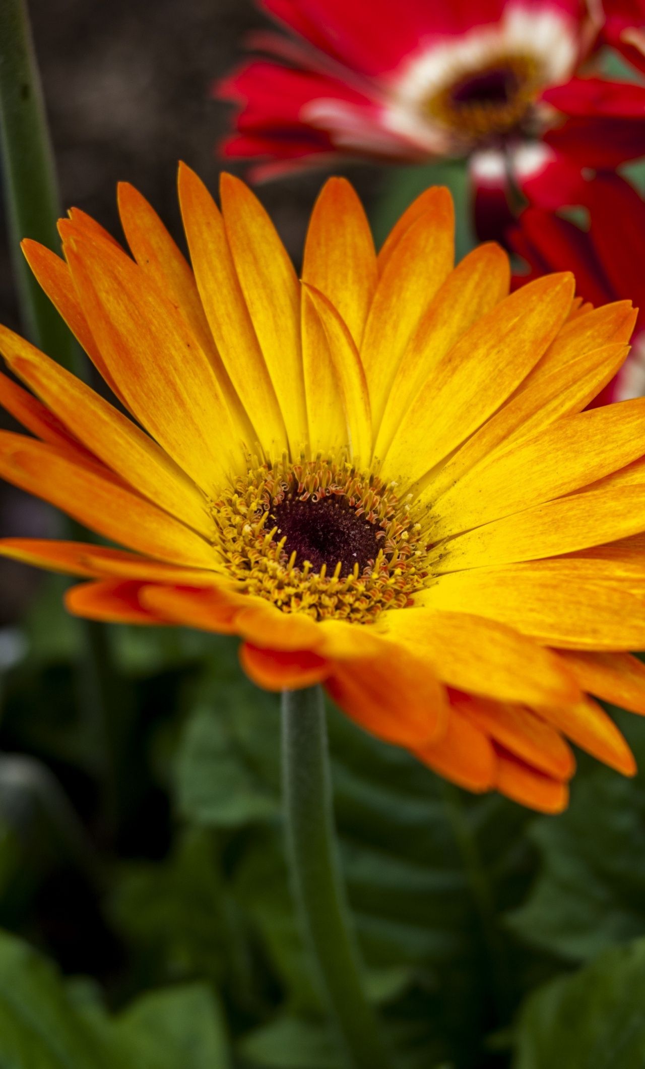 Gerbera arancione in fiore, 1280x2120 Full HD Verticale, iPhone Plus