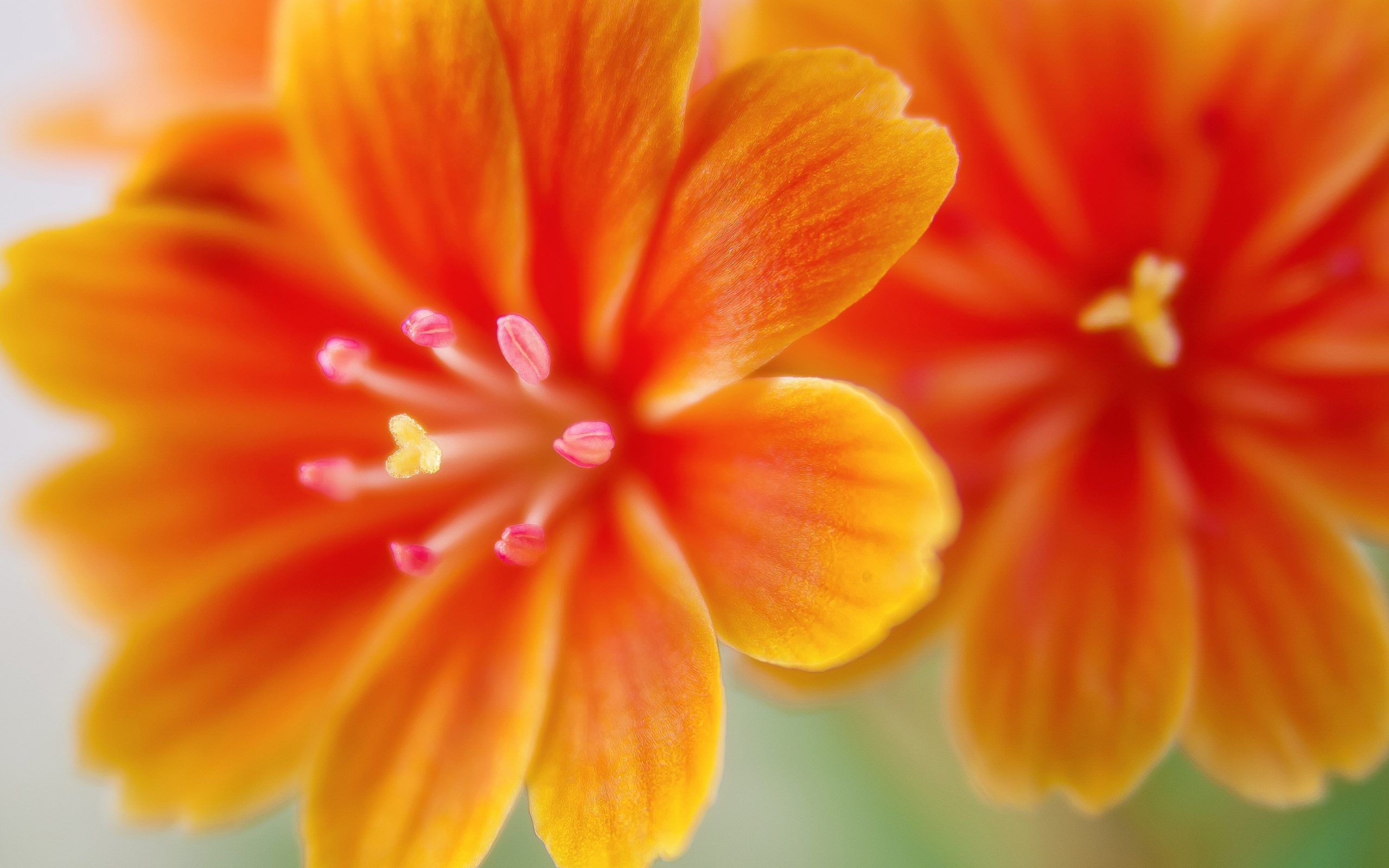 Fiori arancioni primo piano, 2560x1600 WQXGA, PC