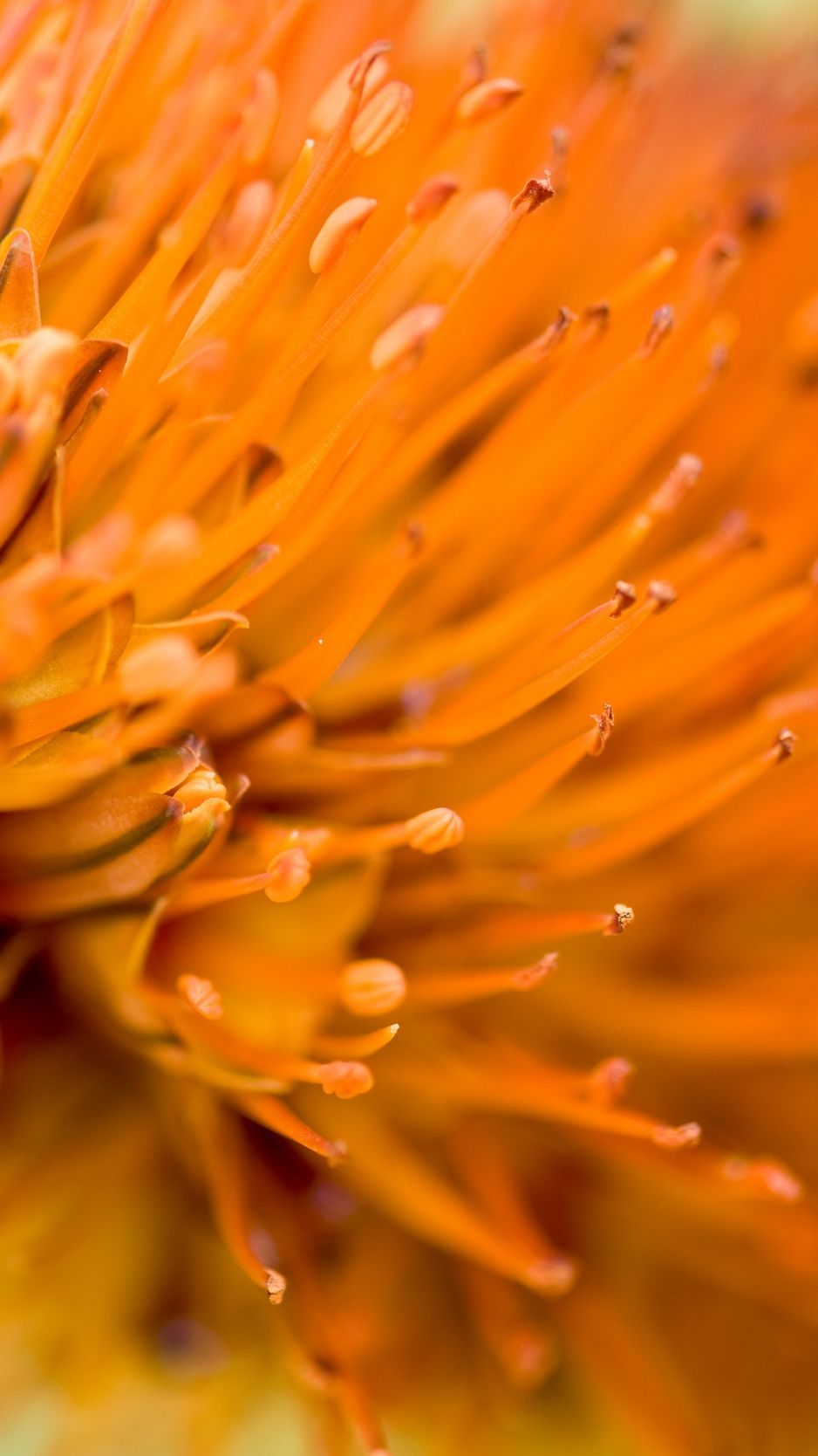 Fiore arancione macro, 938x1668 Verticale, iPhone