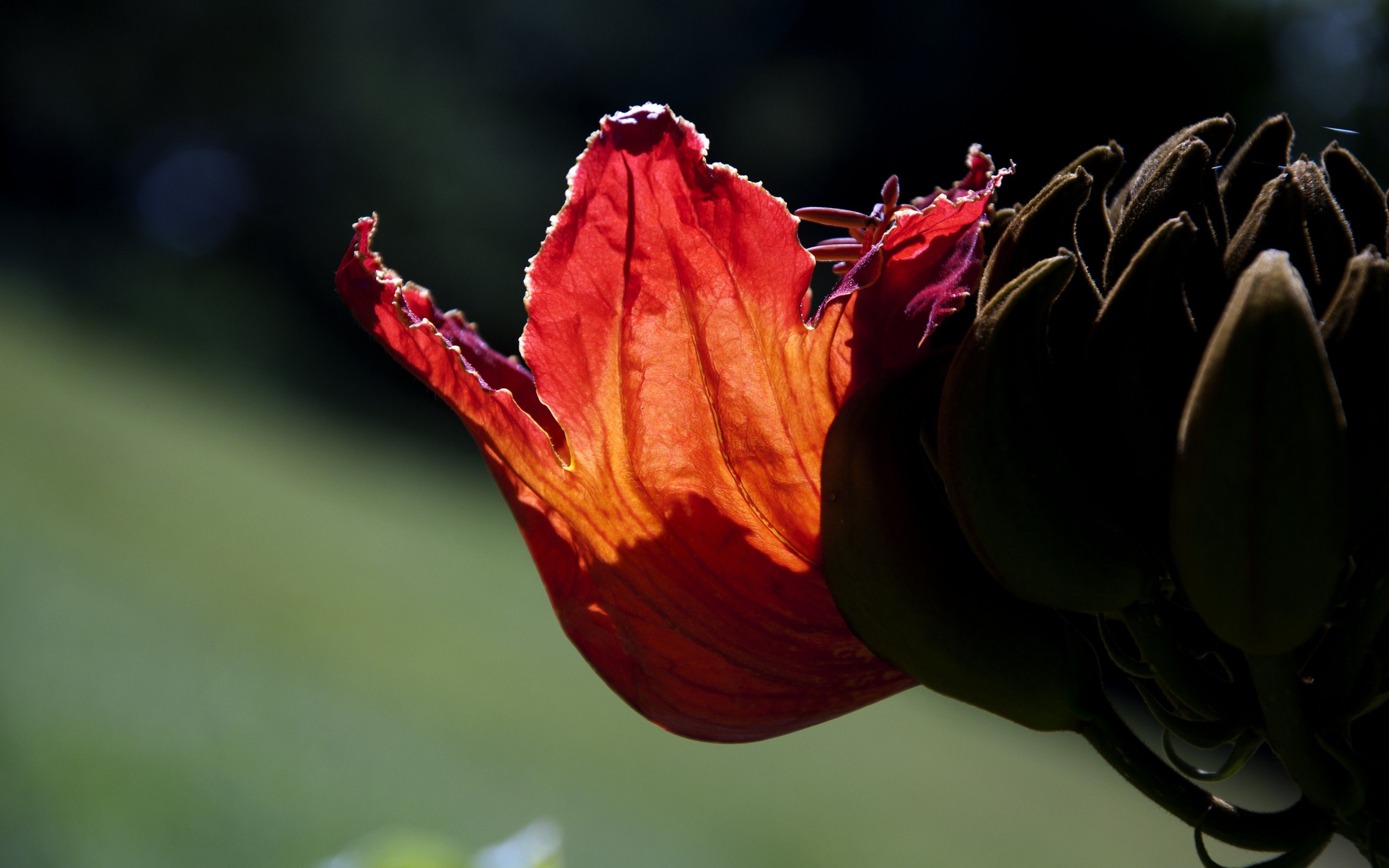 Fiore arancione con boccioli, 3840x2400 UHD, PC 4K