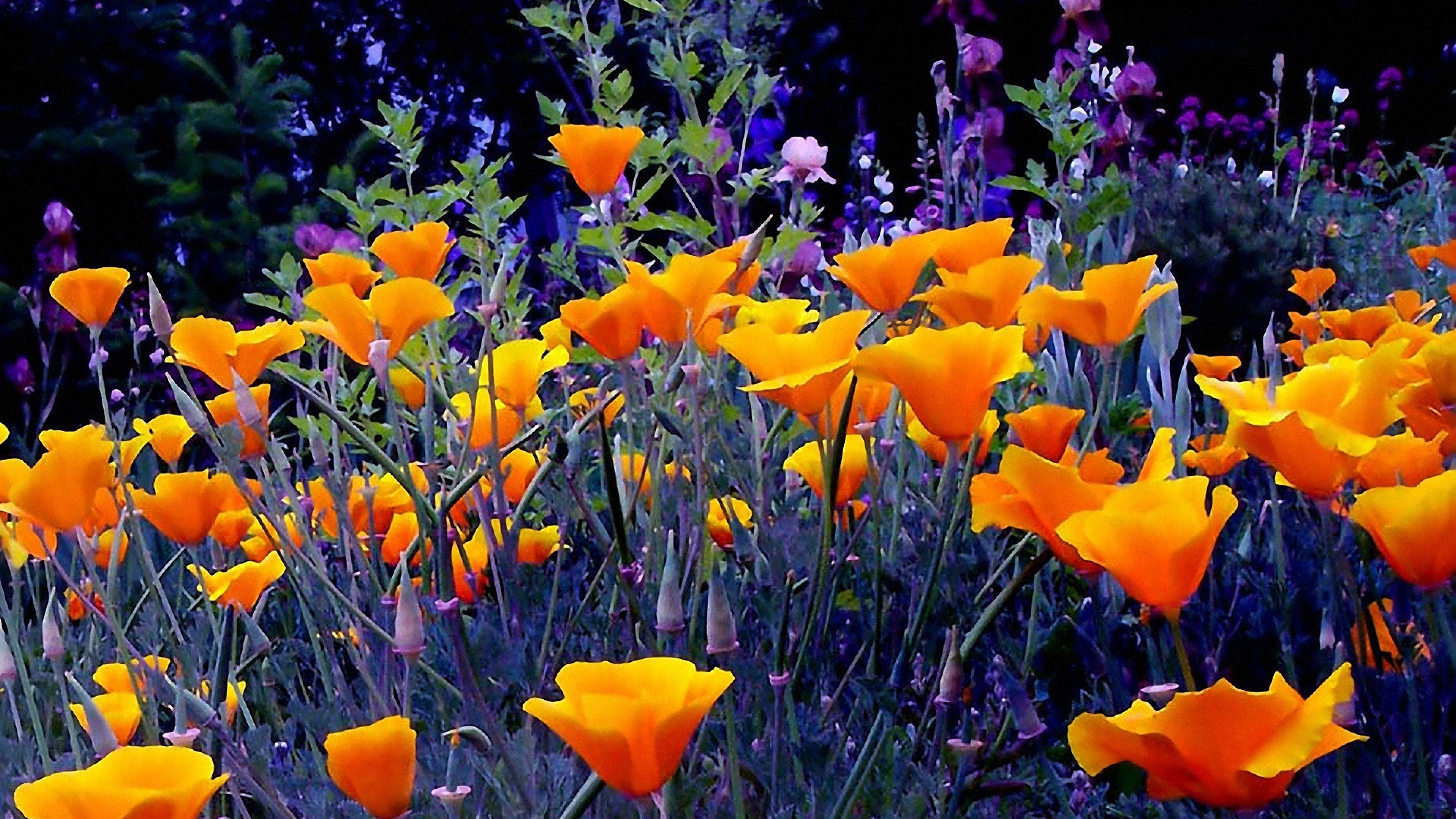 Fiori arancioni papavero California, 3840x2160 UHD, Monitor 4K