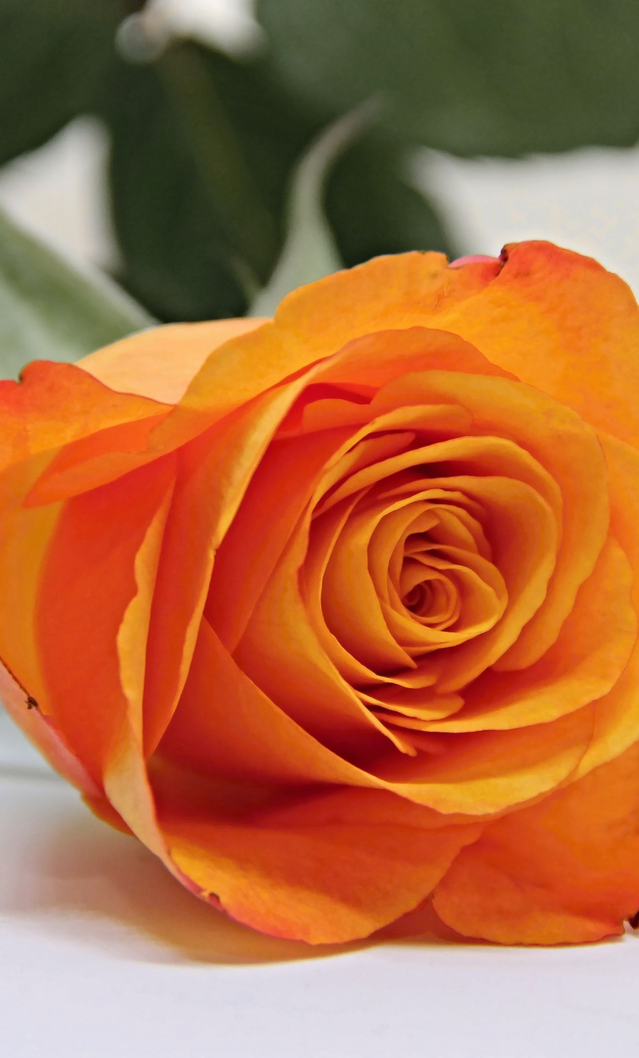 Rosa arancione close-up, 1280x2120 Full HD Verticale, iPhone Pro