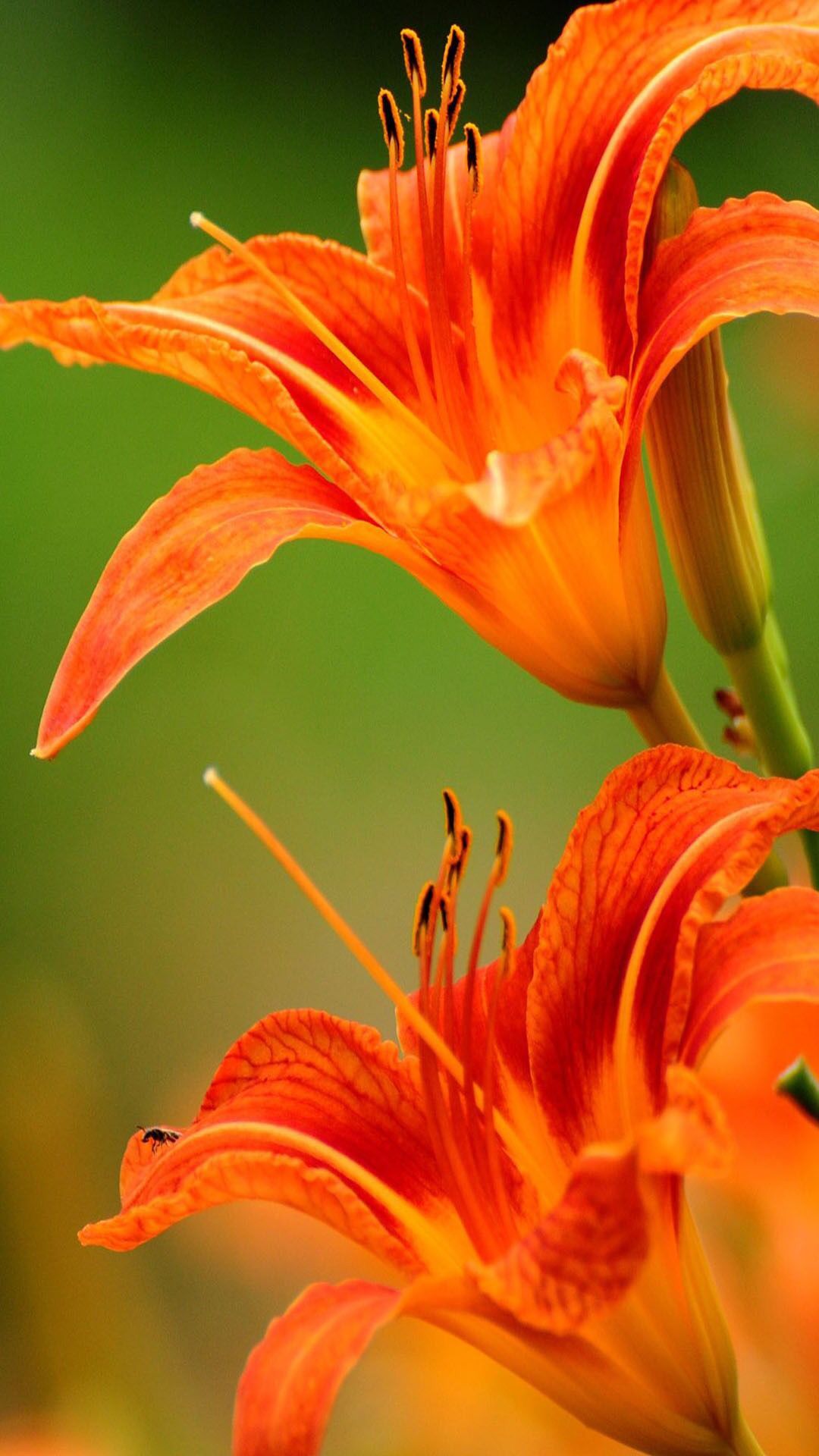 Fiori di giglio arancione, 1080x1920 Full HD Verticale, iPhone Air