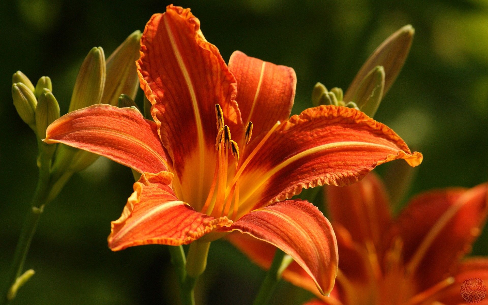 Fiori arancioni di giglio, 1920x1200 Full HD+ WUXGA, PC Desktop