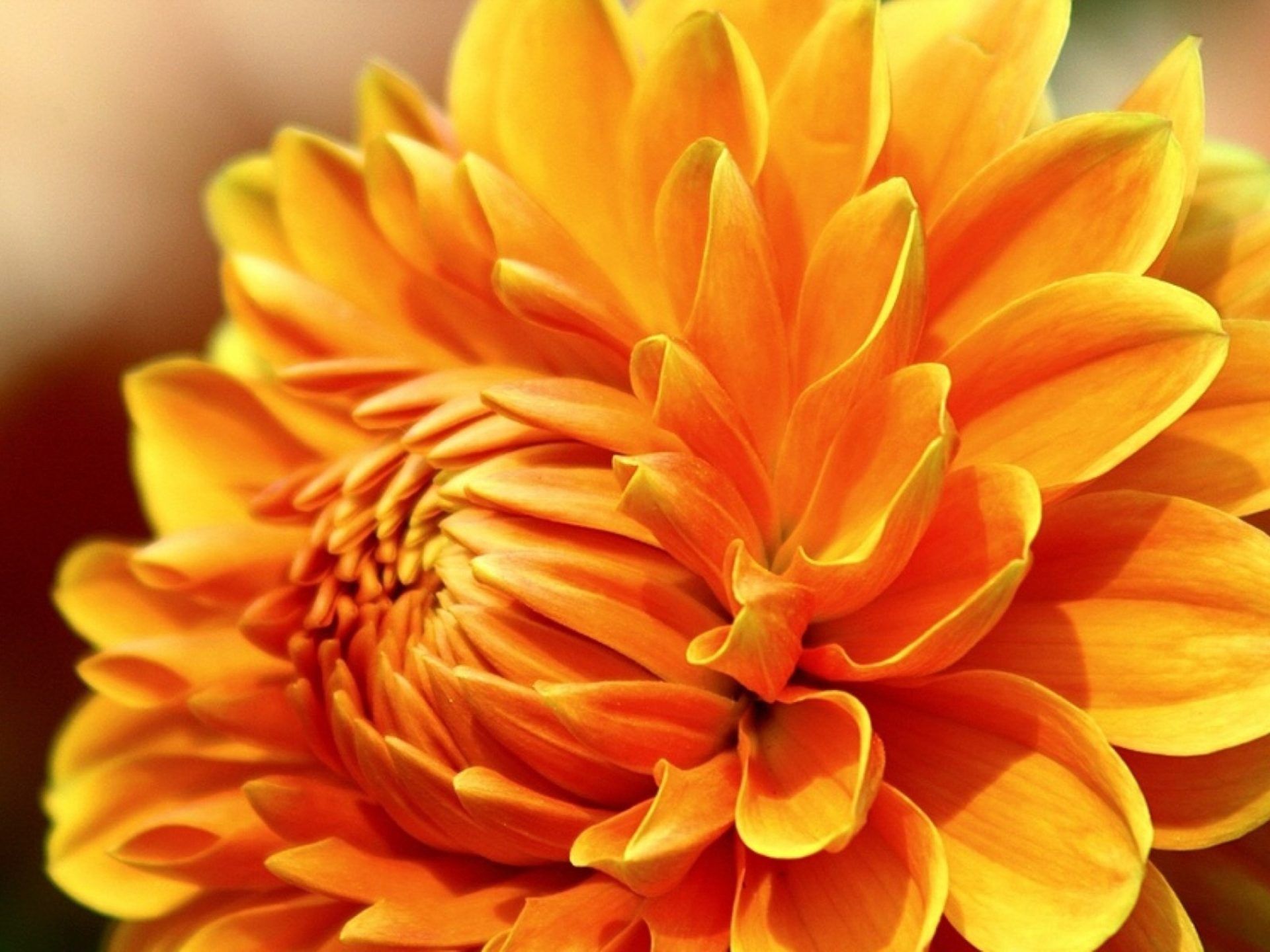 Fiore di dalia arancione, 1920x1440 Full HD+, Laptop