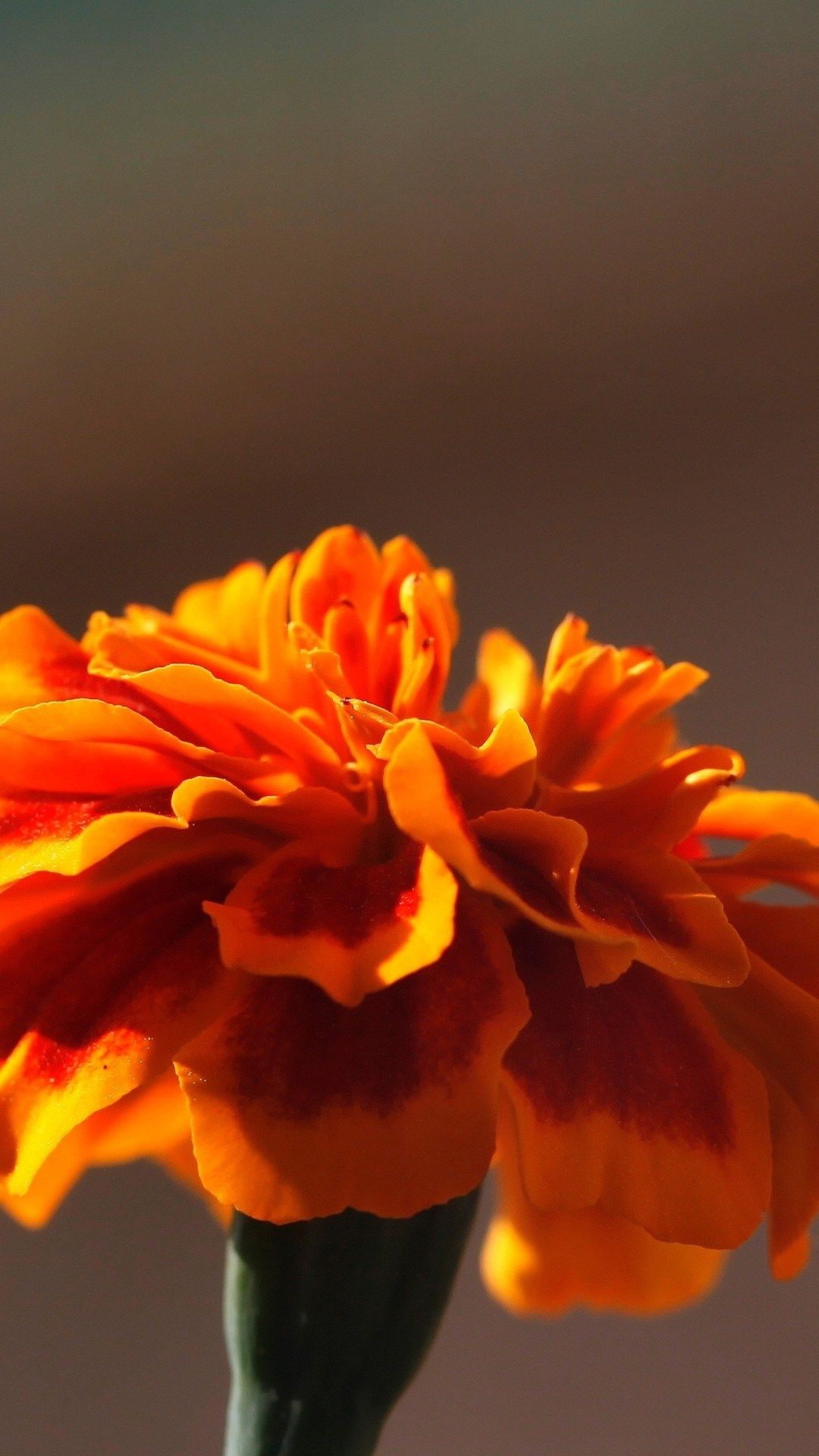 Fiore arancione tagete, 1080x1920 Full HD Verticale, iPhone Air