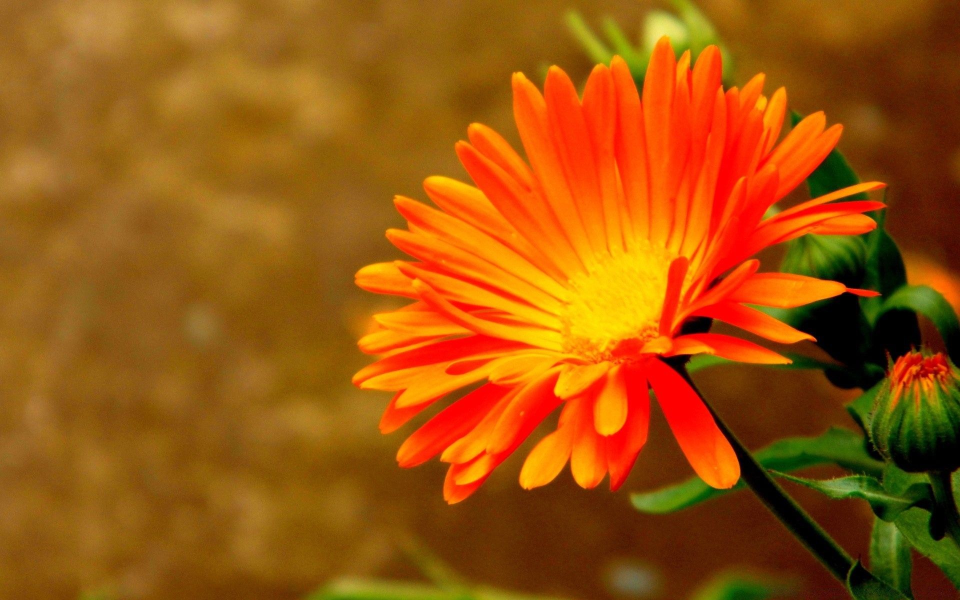 Fiore arancione con centro giallo, 1920x1200 Full HD+ WUXGA, Laptop
