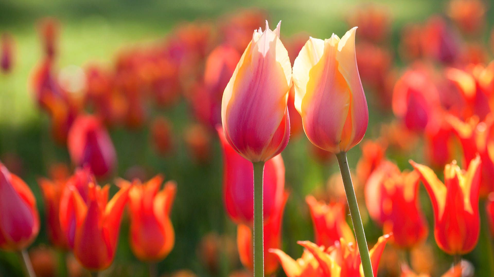 Tulipani arancioni in campo, 1920x1080 1080p, PC Desktop