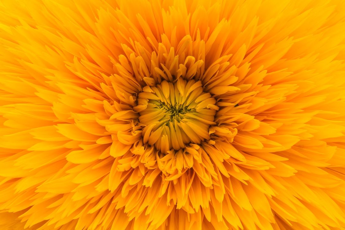 Fiore arancione macro, 1124x750 HD, Desktop