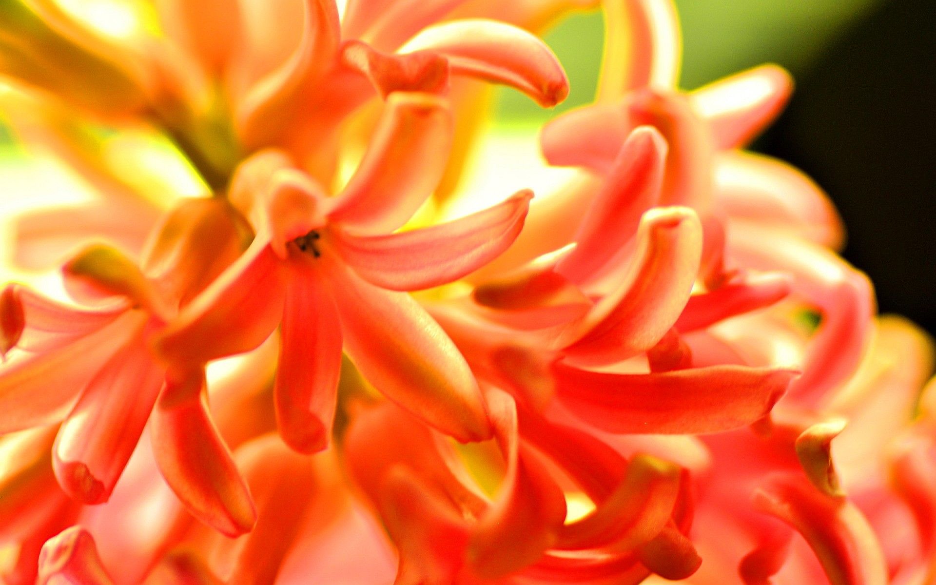 Fiori arancioni giacinto, 1920x1200 Full HD+ WUXGA, Desktop