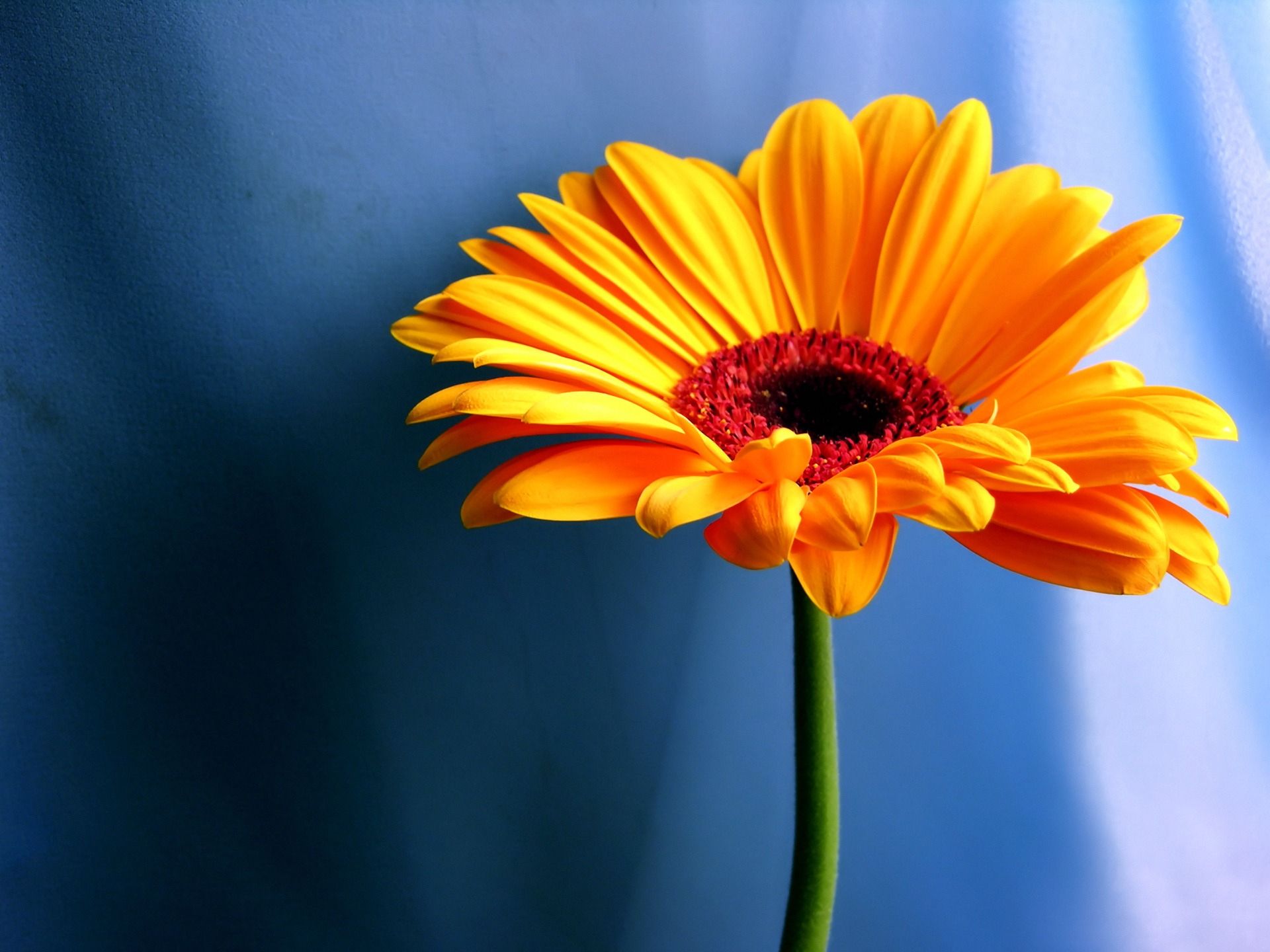 Fiore gerbera arancione, 1920x1440 Full HD+, PC