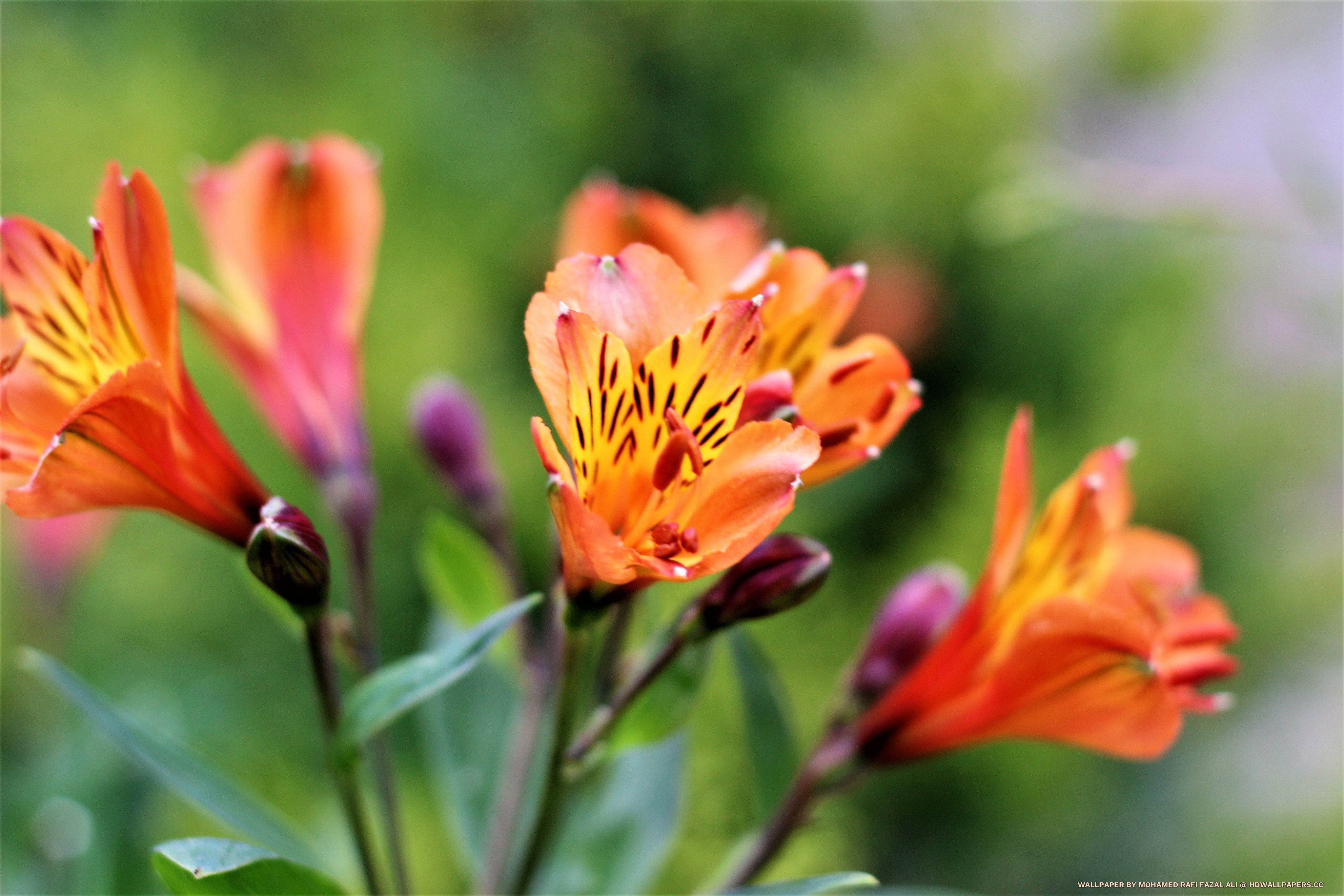 Fiori arancioni Alstroemeria, 4098x2732 4K, Desktop 4K