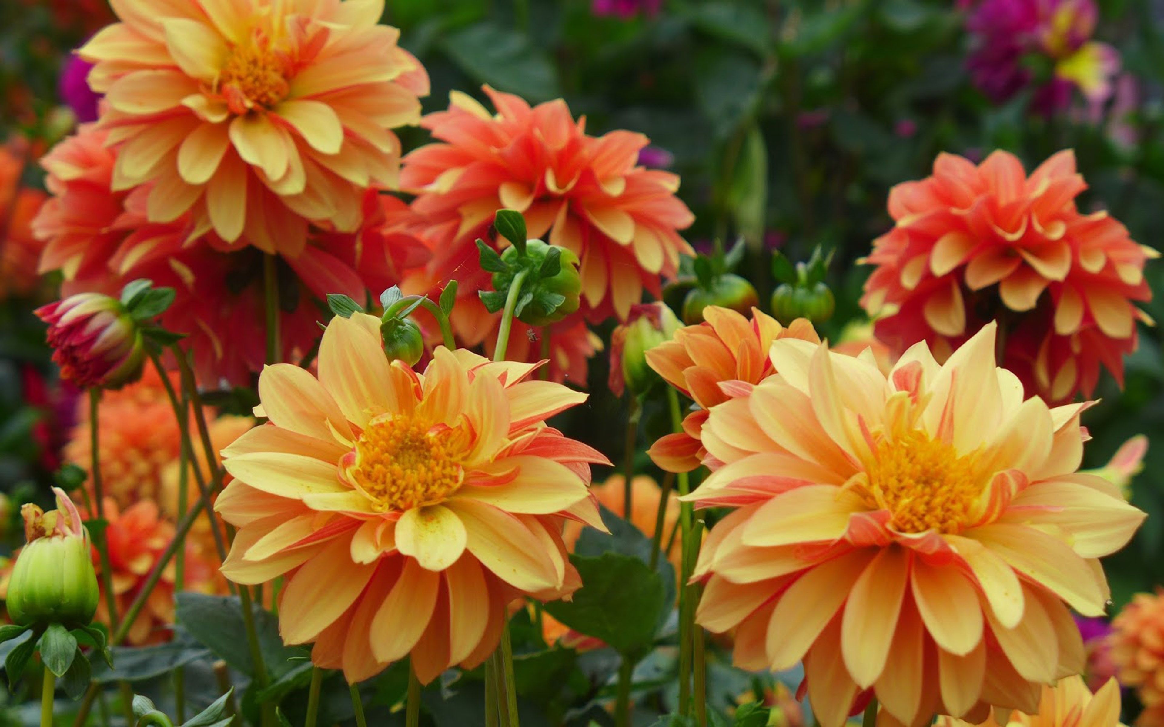 Dalie arancioni in giardino, 3840x2400 Ultra HD, 4K TV