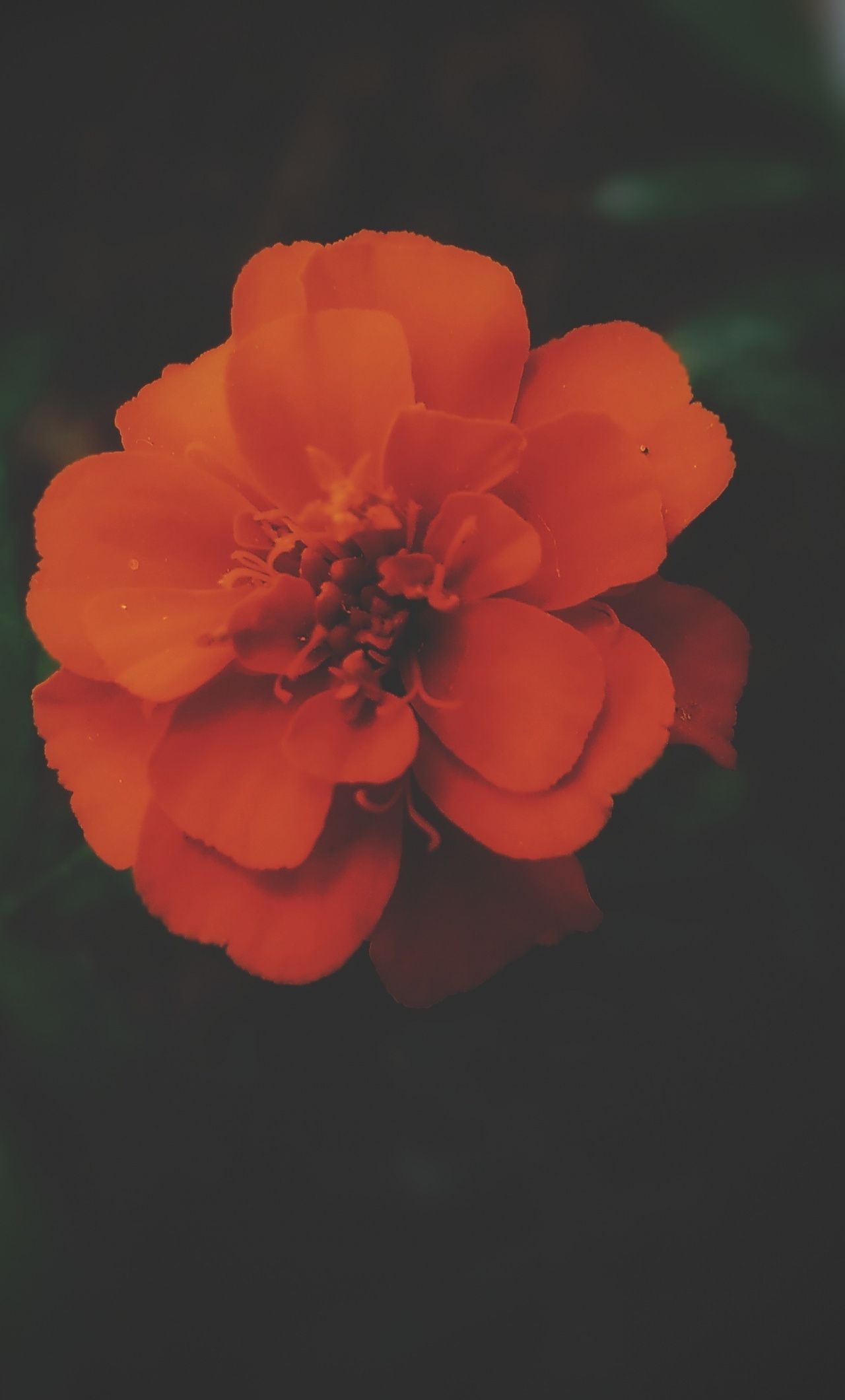 Fiore arancione sfondo scuro, 1280x2120 Verticale, iPhone