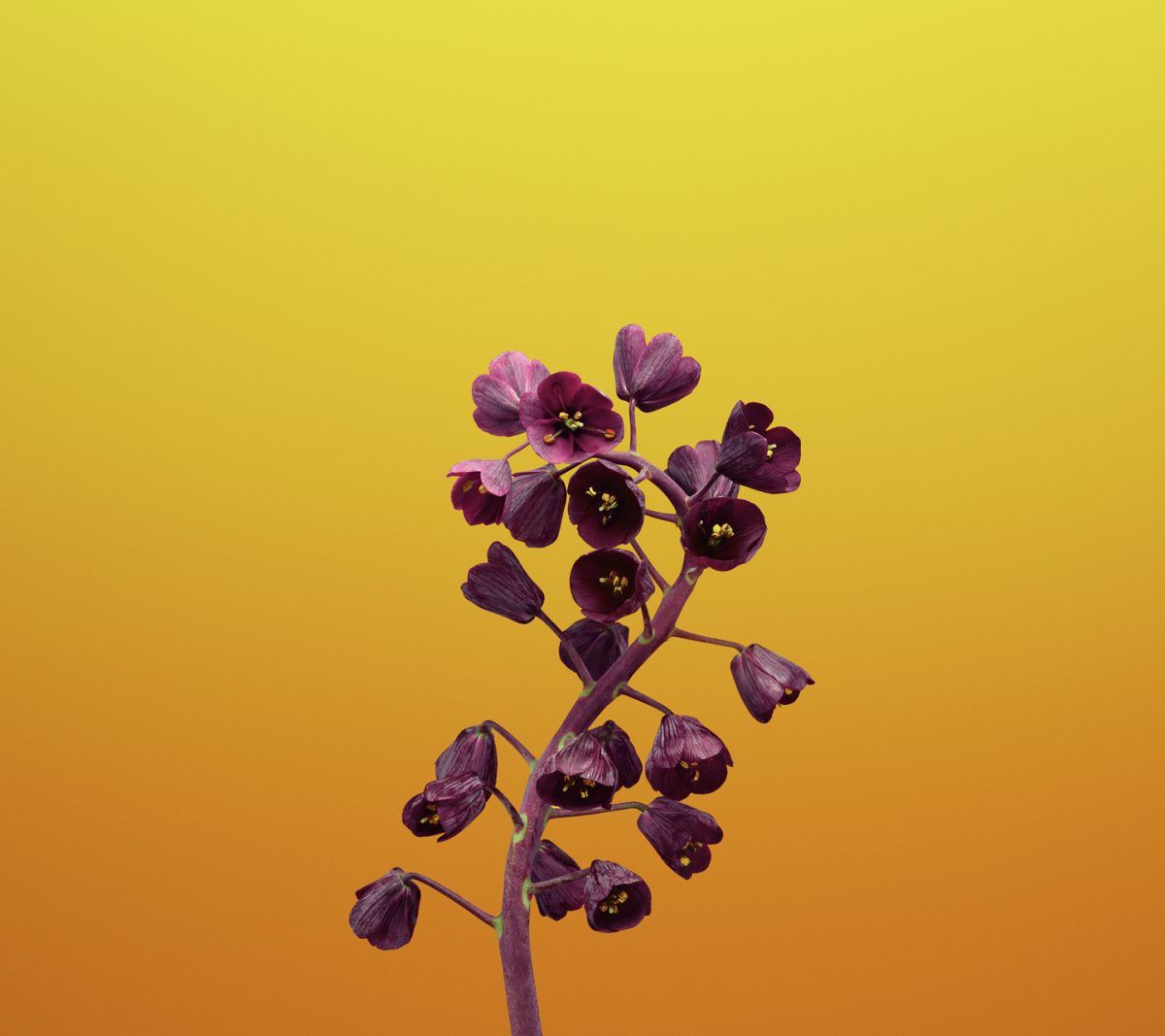 Fiori viola su sfondo arancione, 1200x1067 HD, Desktop